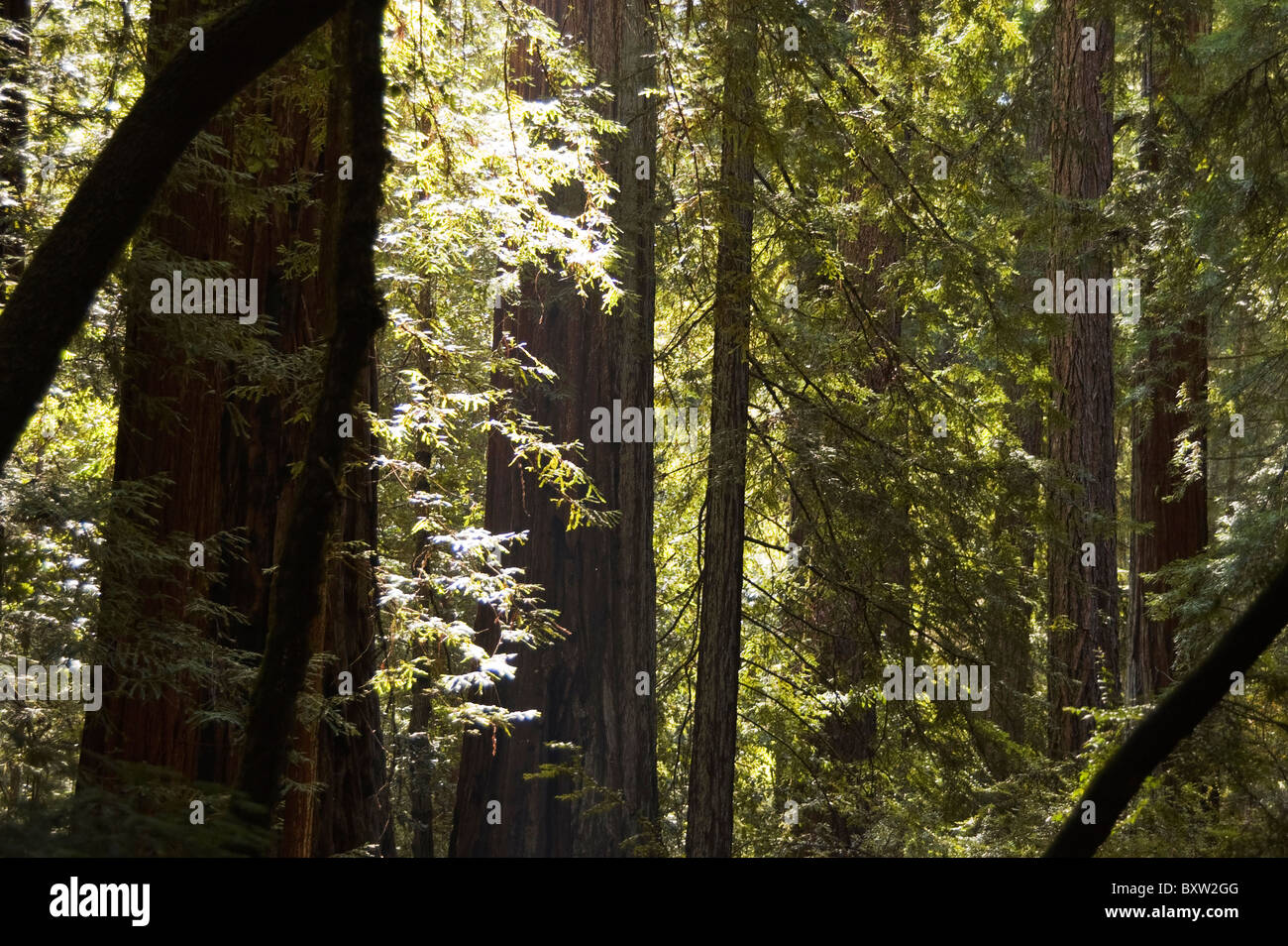 Elk230-X114 California, Big Basin Redwoods State Park, redwood trees Stock Photo