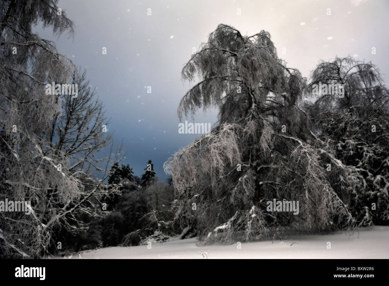 Snow covered road through a forest in the winter Stock Photo - Alamy