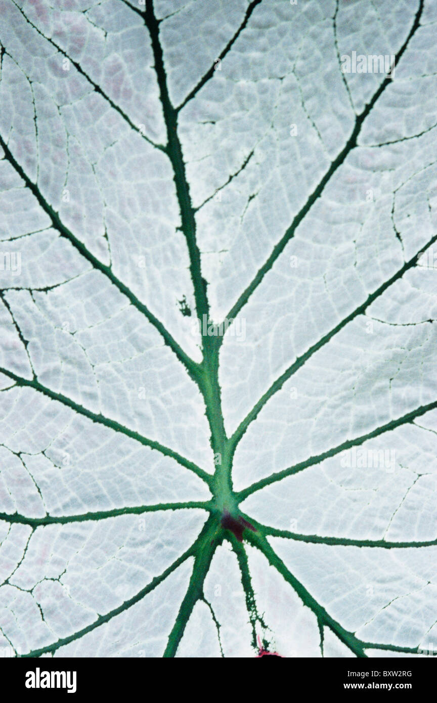Leaf (Hortus Botanicus), Close-Up Stock Photo
