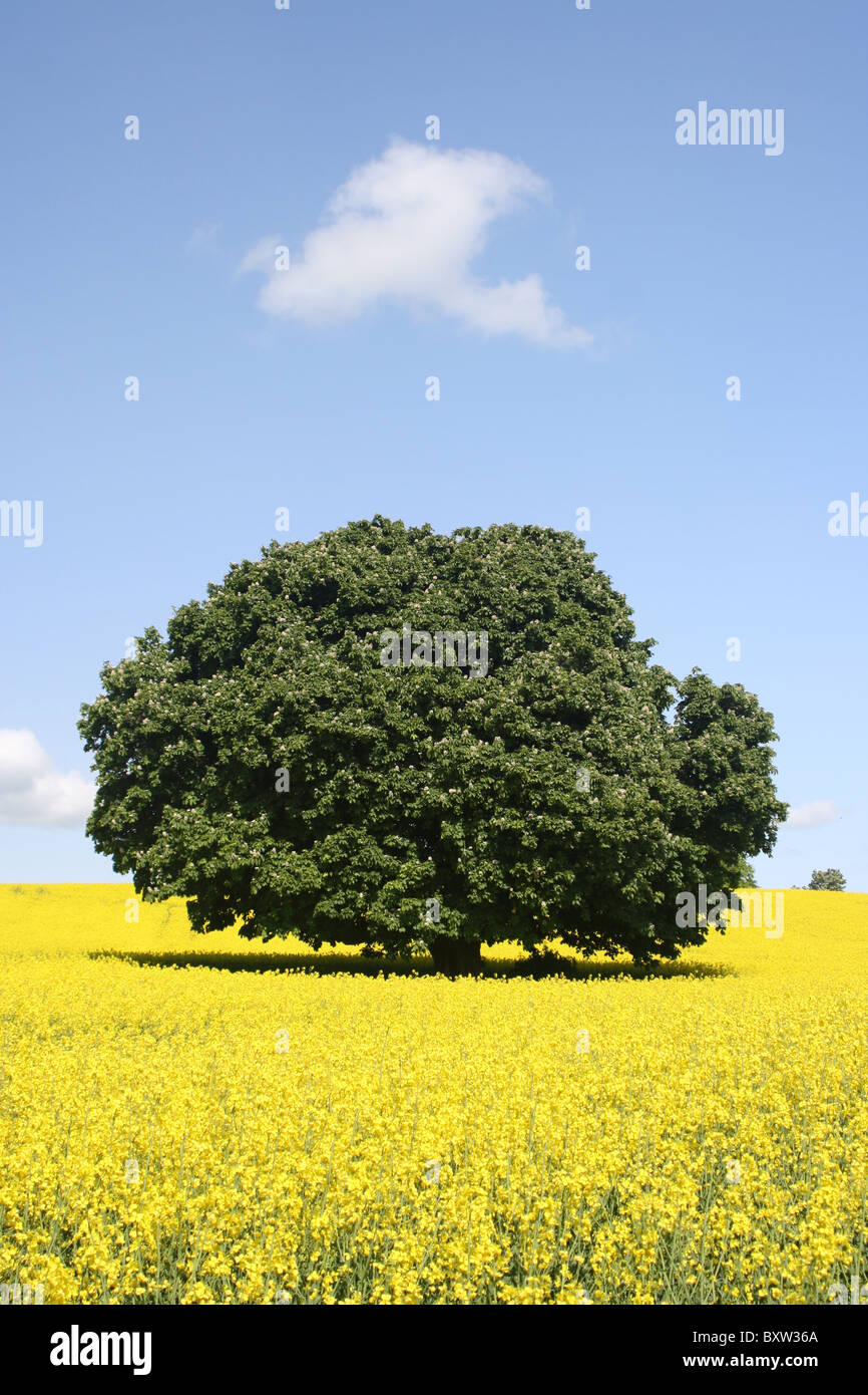 Tree in a rapeseed field on a sunny day in May Stock Photo