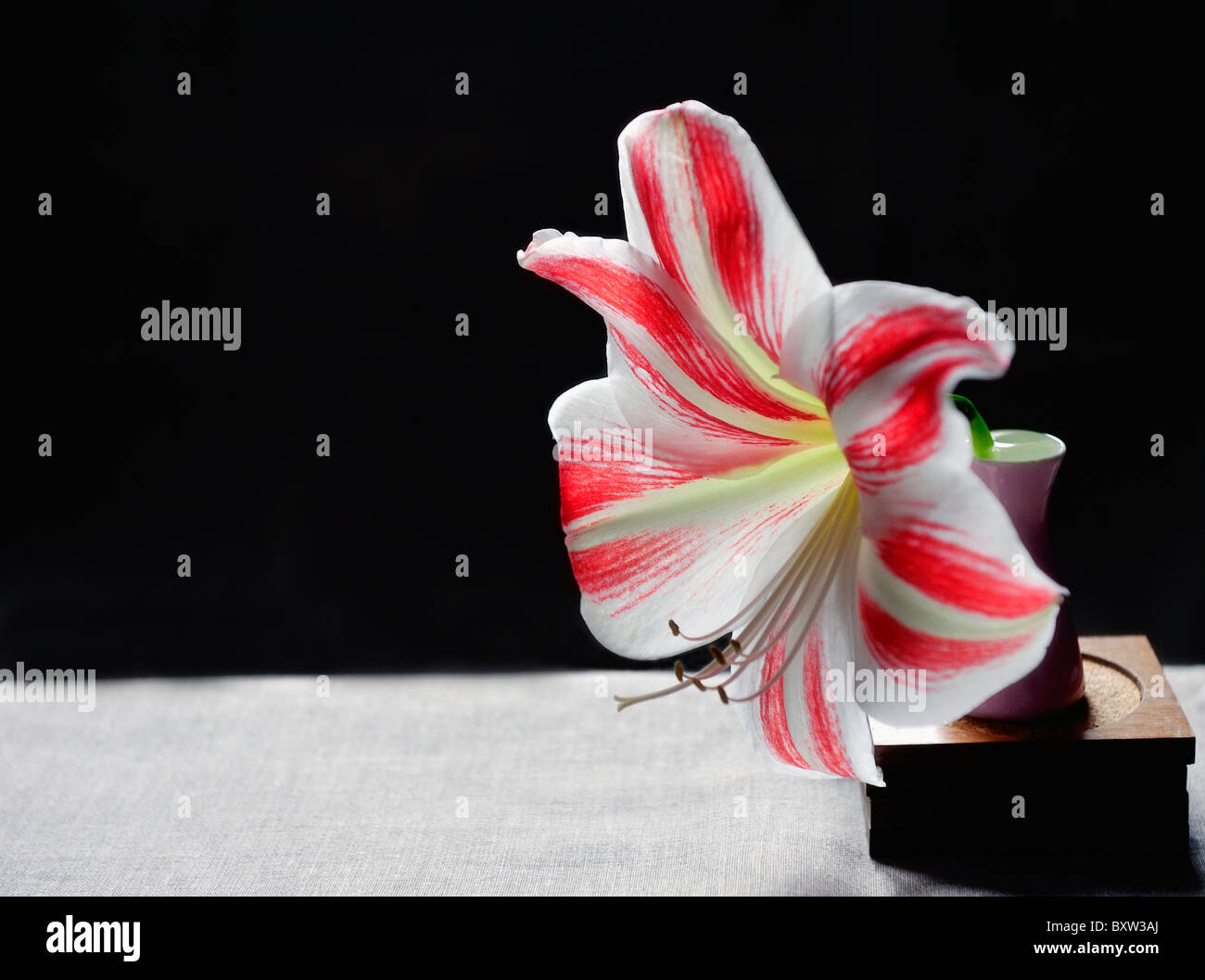 White and red Amaryllis in pink Vase. Stock Photo