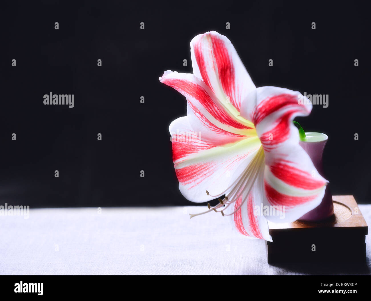 White and red Amaryllis in pink Vase.Pastel Stock Photo