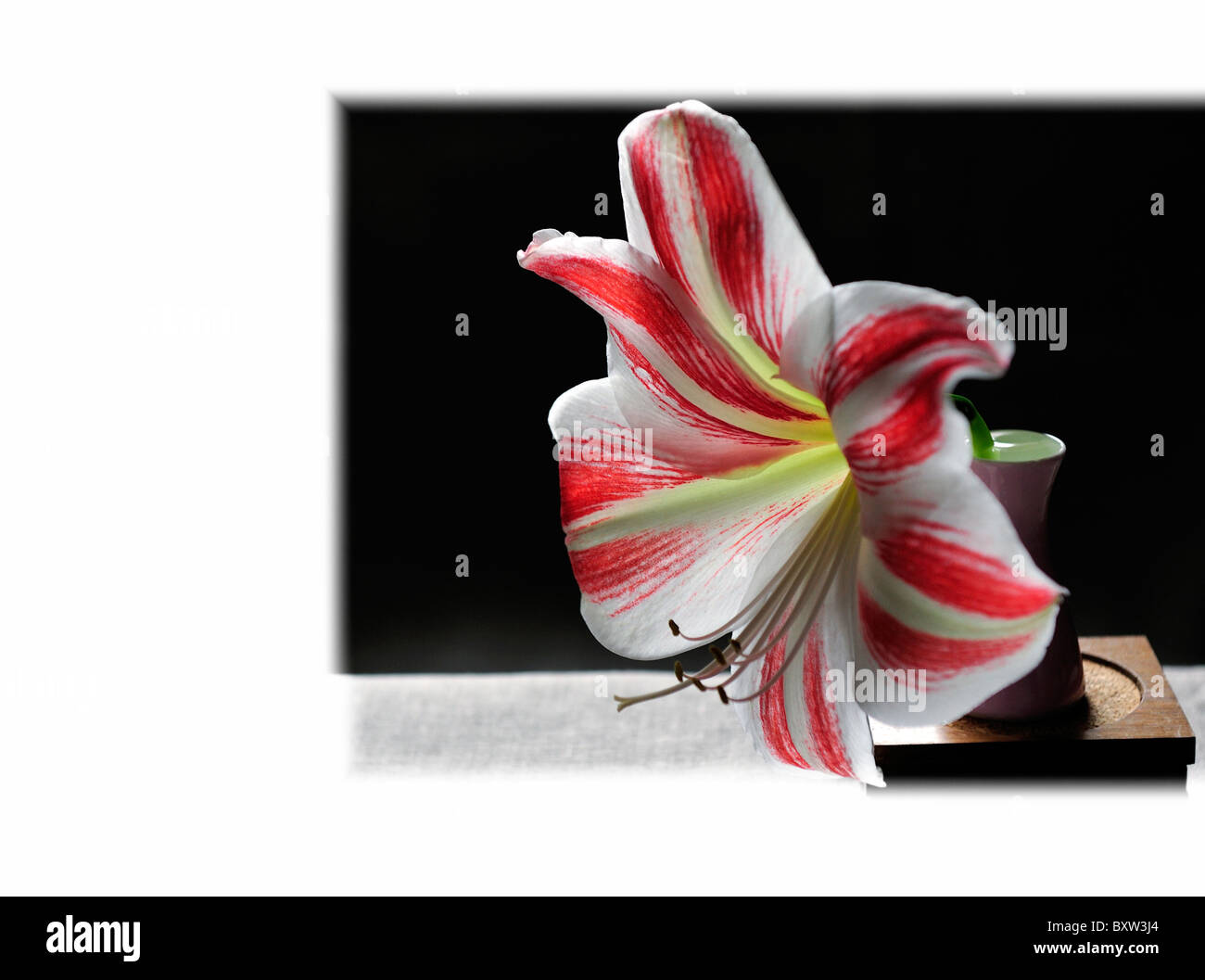 White and red Amaryllis in pink Vase. Stock Photo
