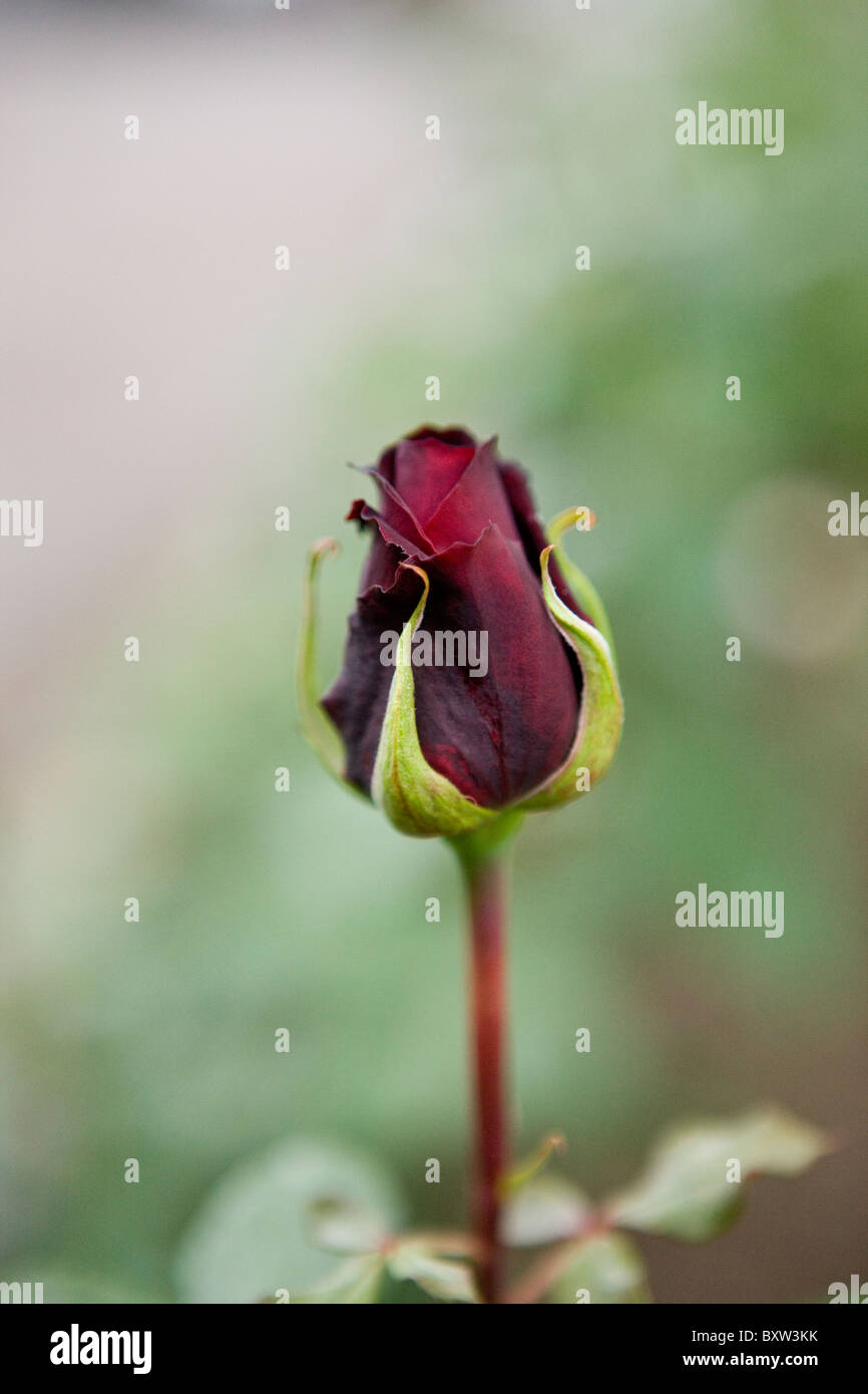 Closed rose bud hi-res stock photography and images - Alamy
