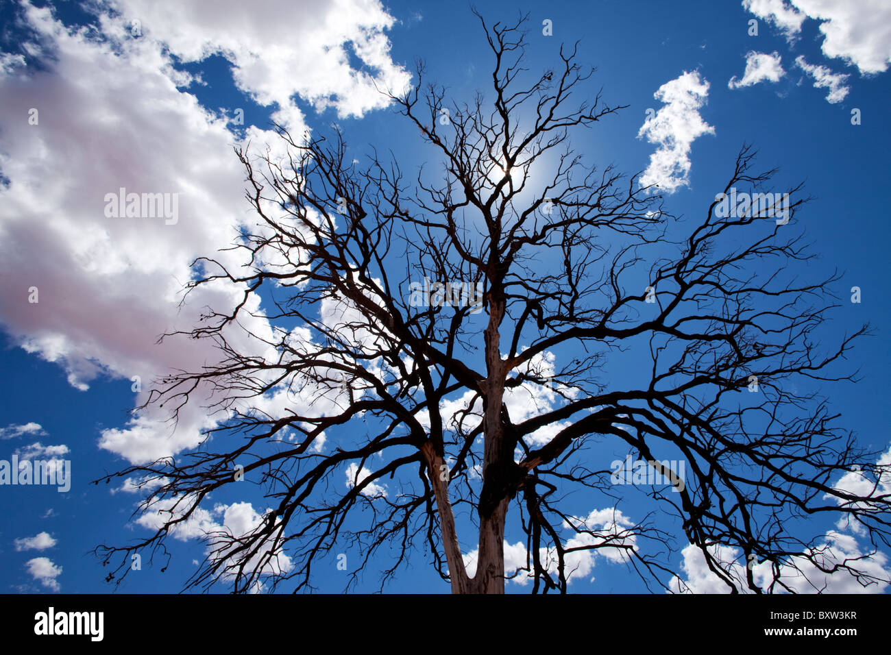 Australia, Northern Territory, Gnarled limbs of dead tree against outback sky along Luritja Road in Outback on summer afternoon Stock Photo
