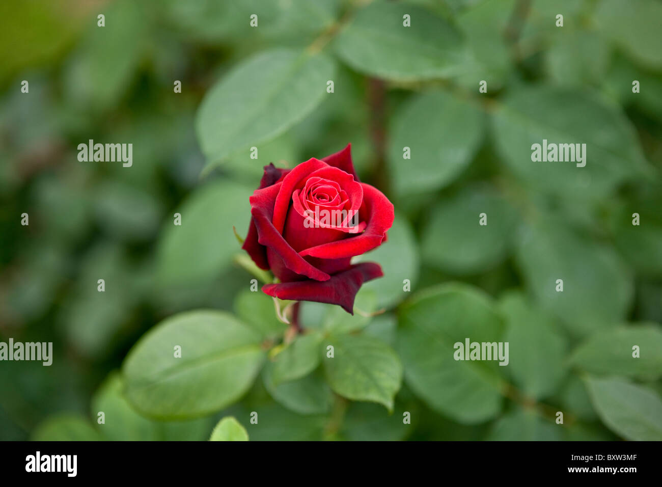 Glossy fresh stem of dark green rose leaves tinged with dark red lying on  scratched leather Stock Photo - Alamy