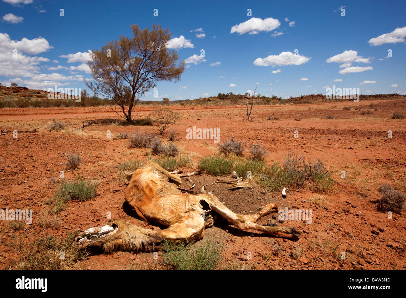 Australia, Northern Territory, Sun-bleached skeletal remains of dead camel in outback desert in midday summer sun Stock Photo