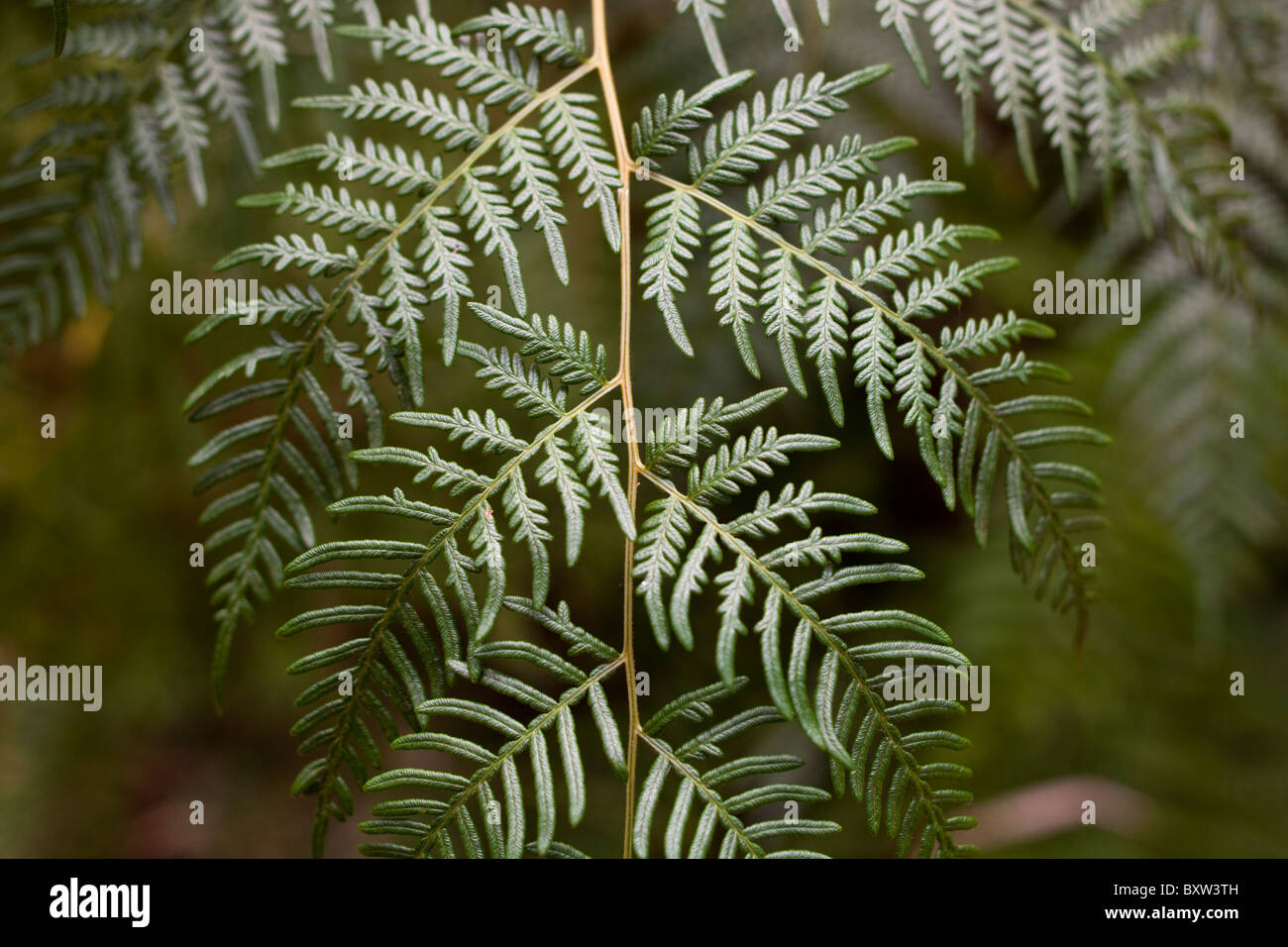 Australia, Victoria, Grampians National Park, Detail of fern on forest floor Stock Photo