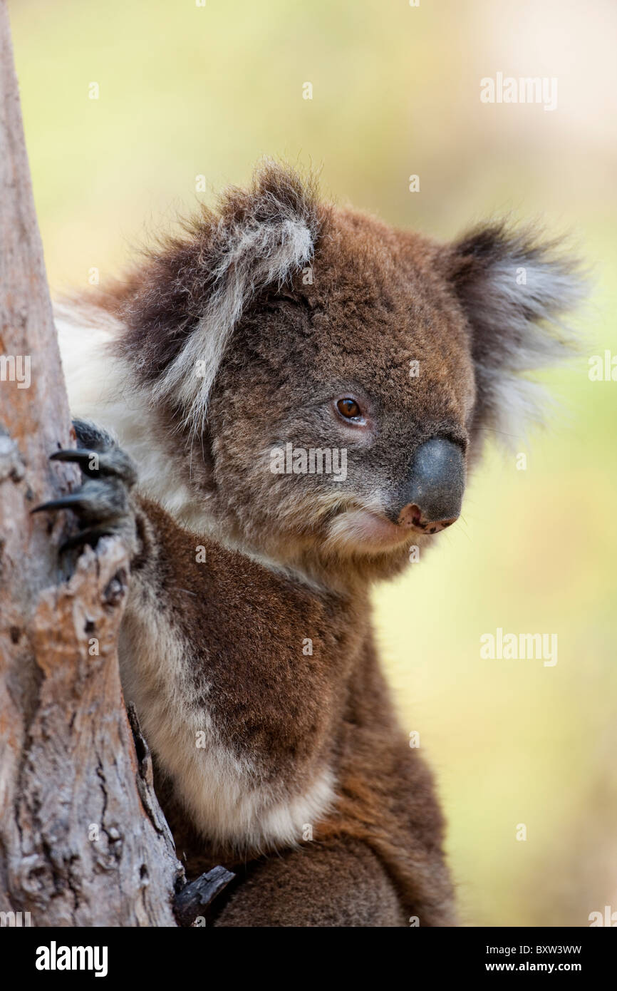 Australia Victoria Great Otway National Park Wild Koala (Phascolarctos