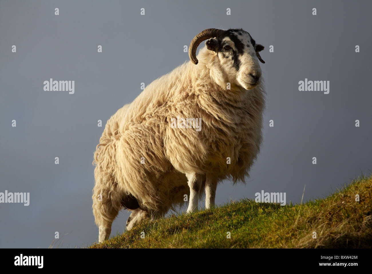 Sheep, Trotternish Peninsula, Isle of Skye, Scotland, United Kingdom Stock Photo