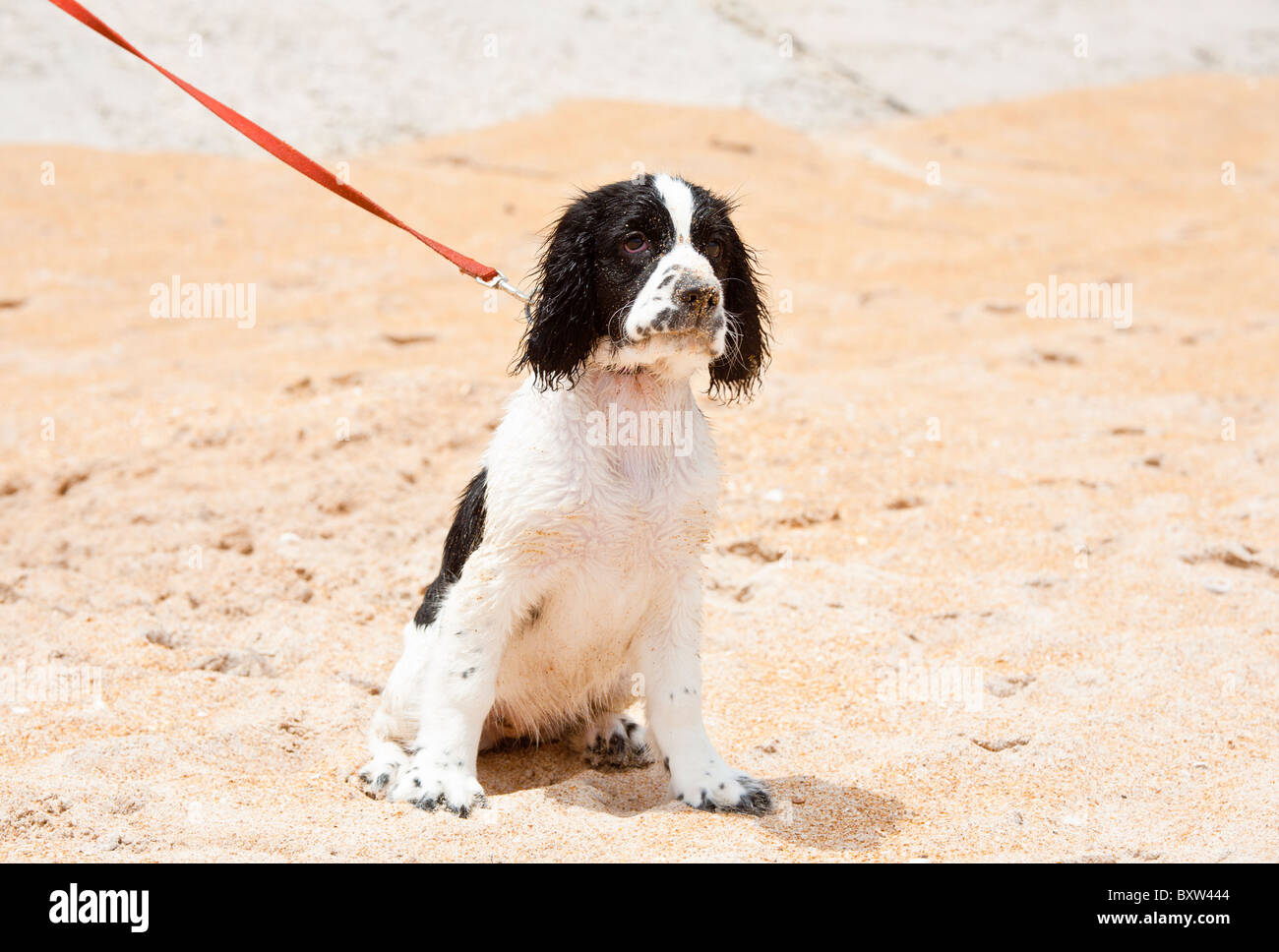 English Springer Spaniel on leash sitting on beach at Beverly Beach