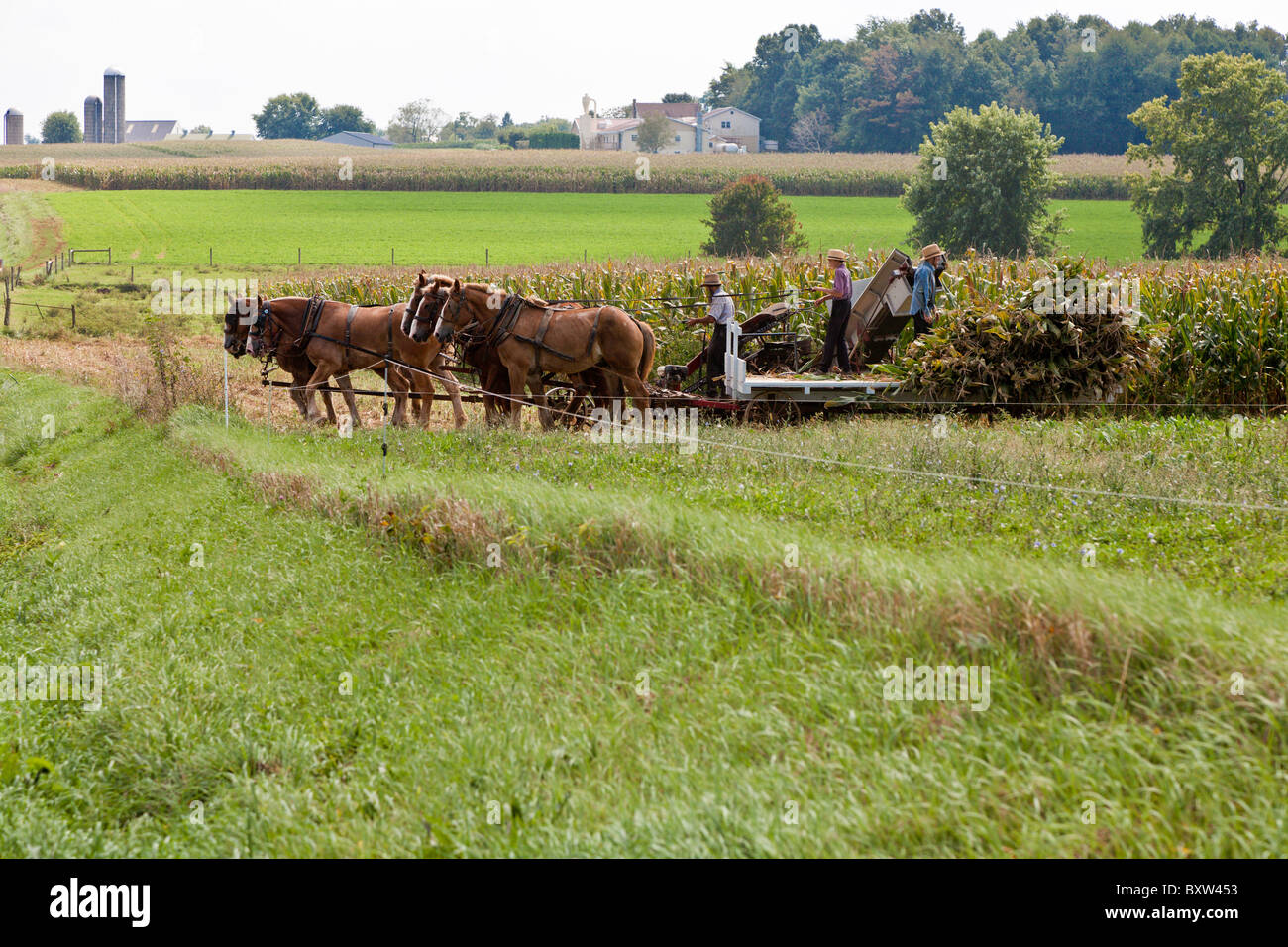 Amish farming family harvesting corn with horses and wagon in Lancaster