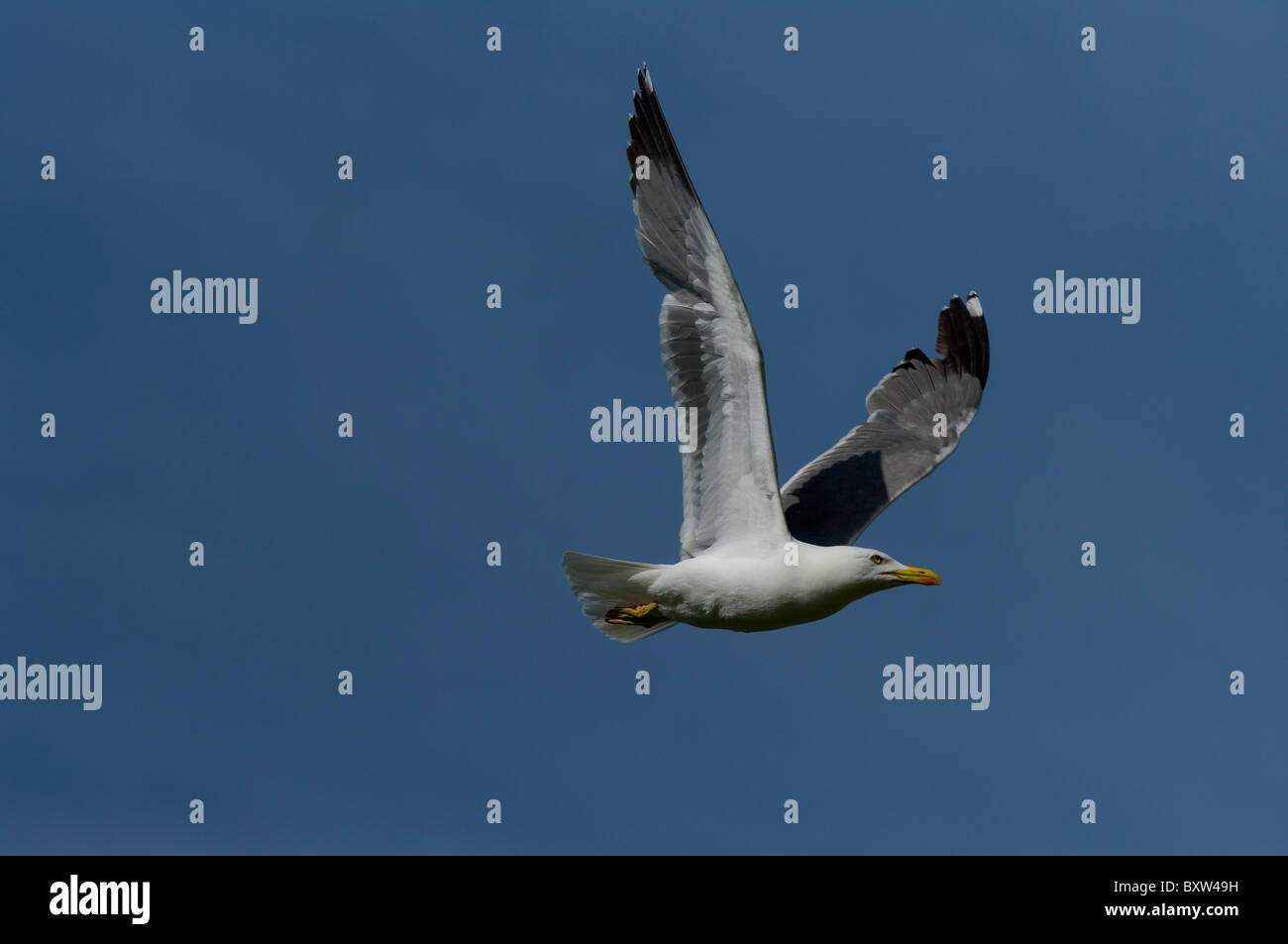 Yellow-legged gull portrait flying blue sky Stock Photo