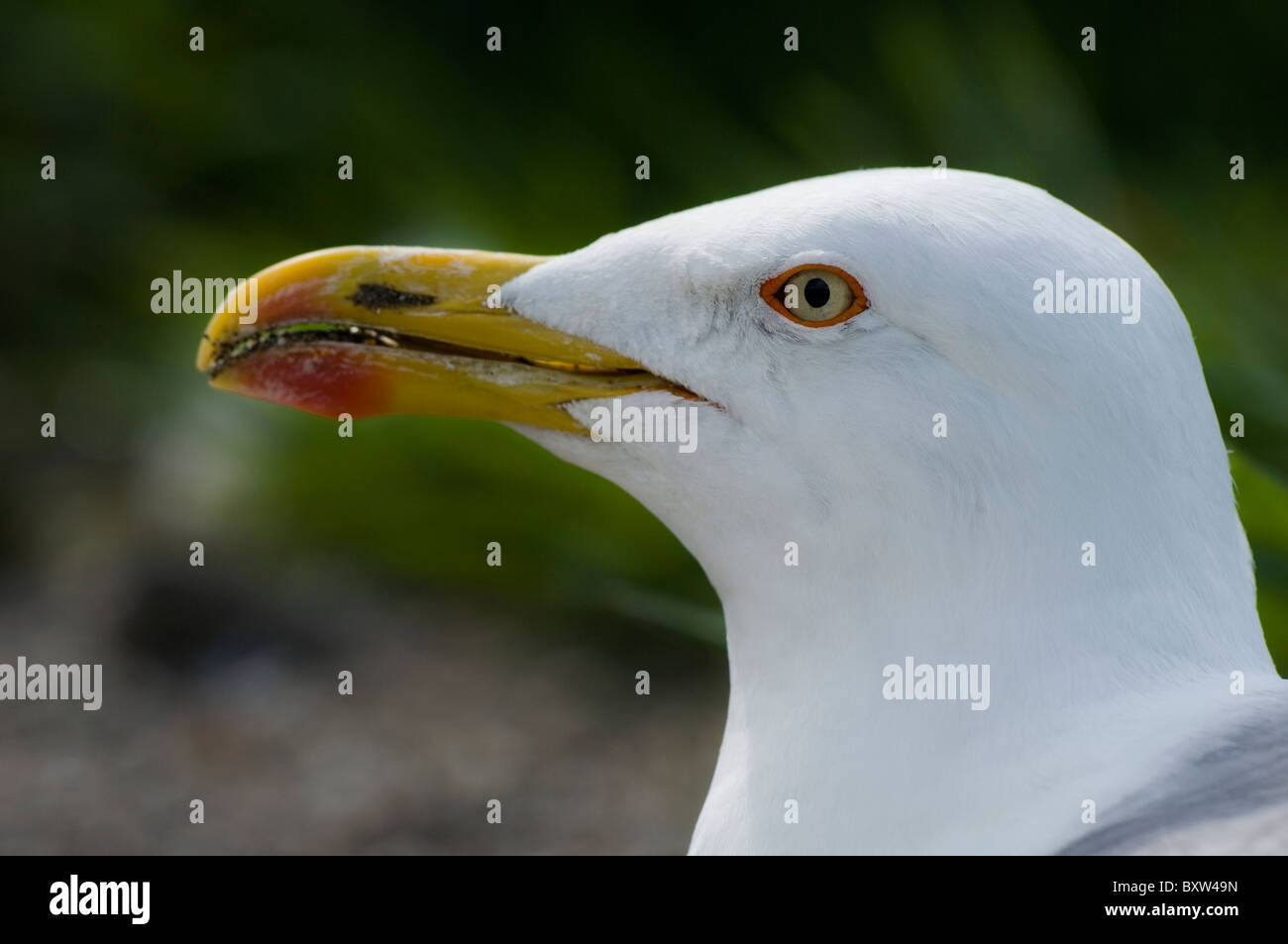 Yellow-legged gull portrait Stock Photo