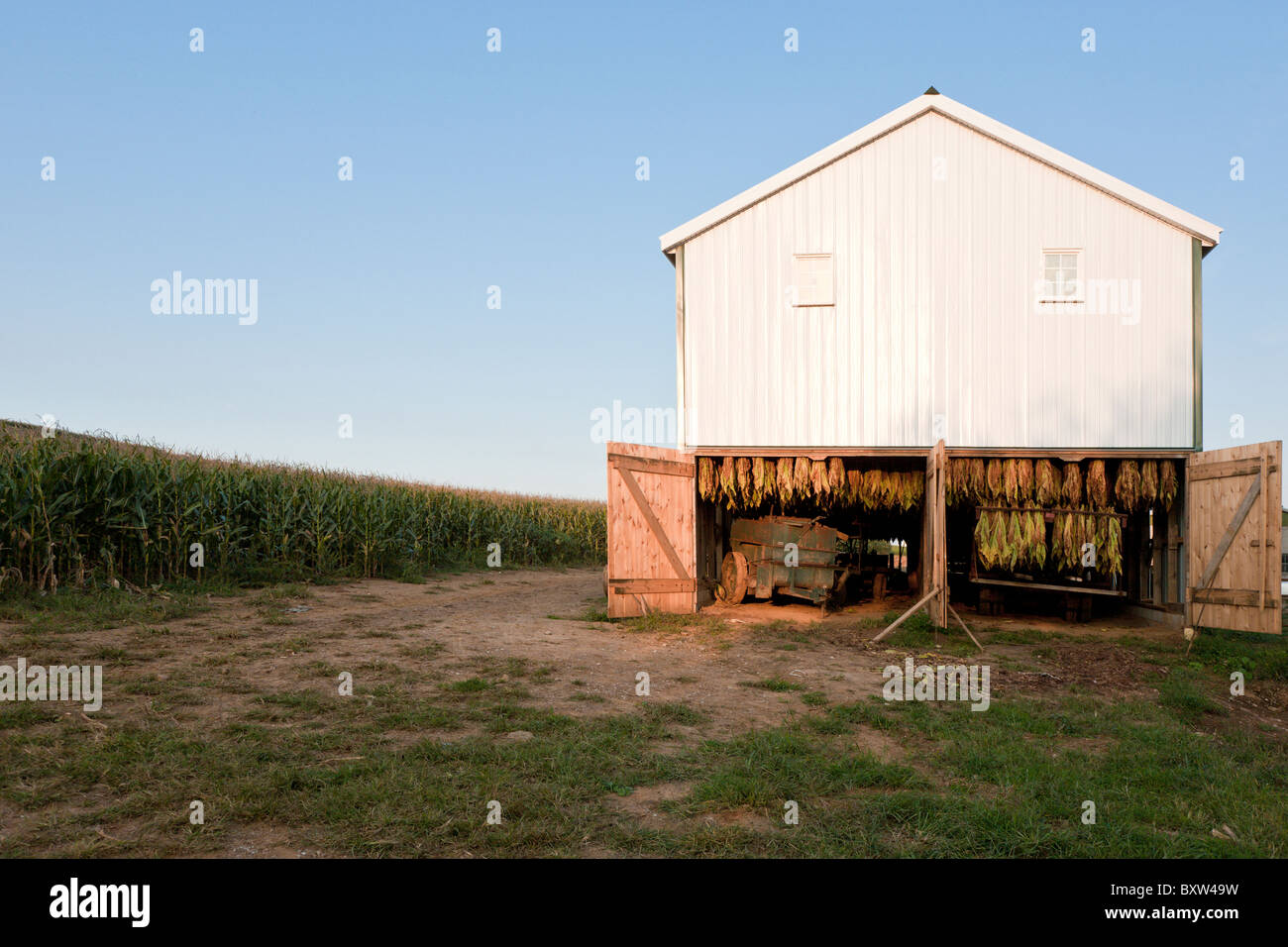 amish tobacco barn Tobacco crop hangs to dry inside white barn on Amish farm in Lancaster  County, Pennsylvania Stock Photo