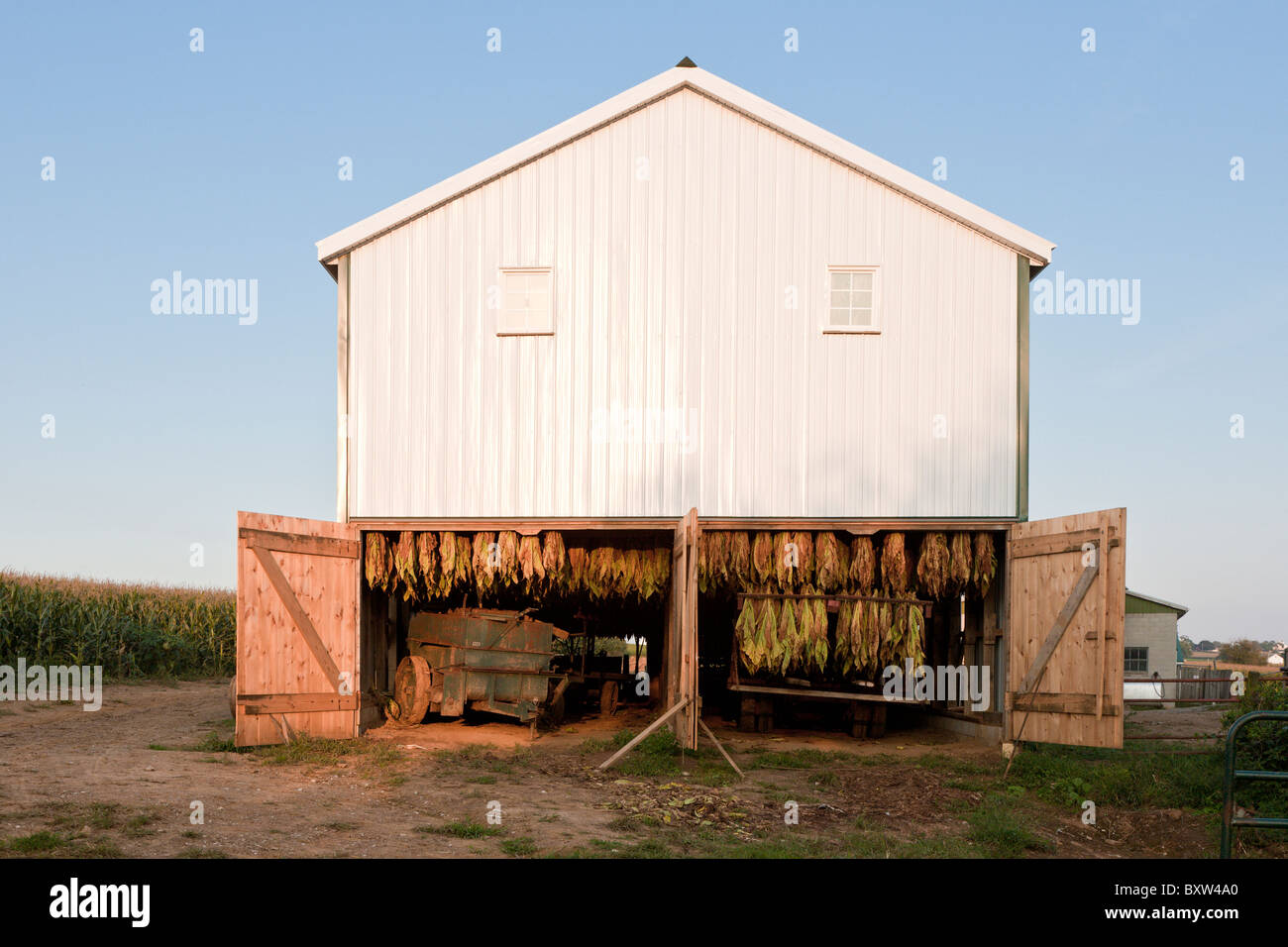 Tobacco crop hangs to dry inside white barn on Amish farm in Lancaster  County, Pennsylvania Stock Photo
