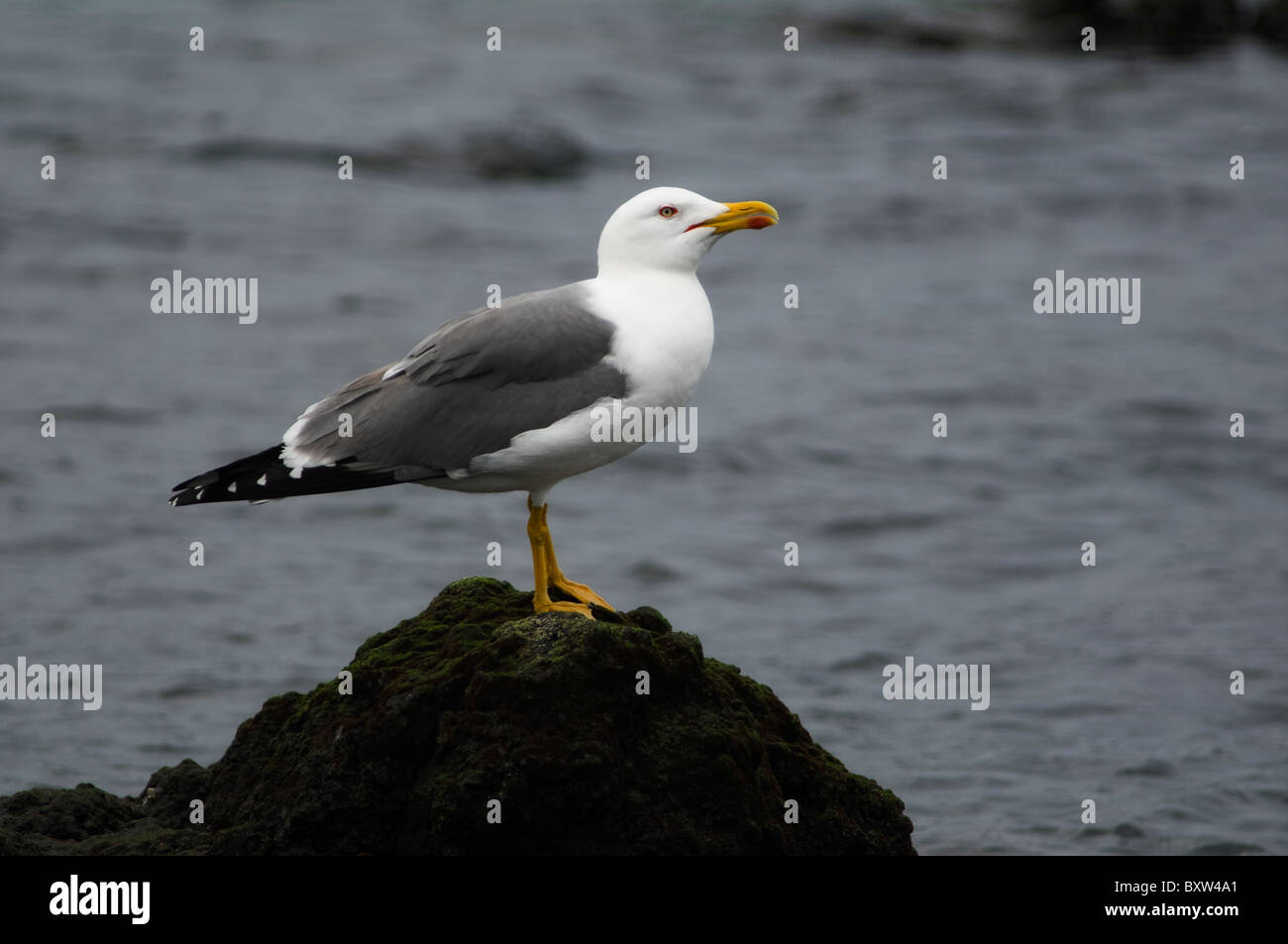 Yellow-legged gull portrait Stock Photo