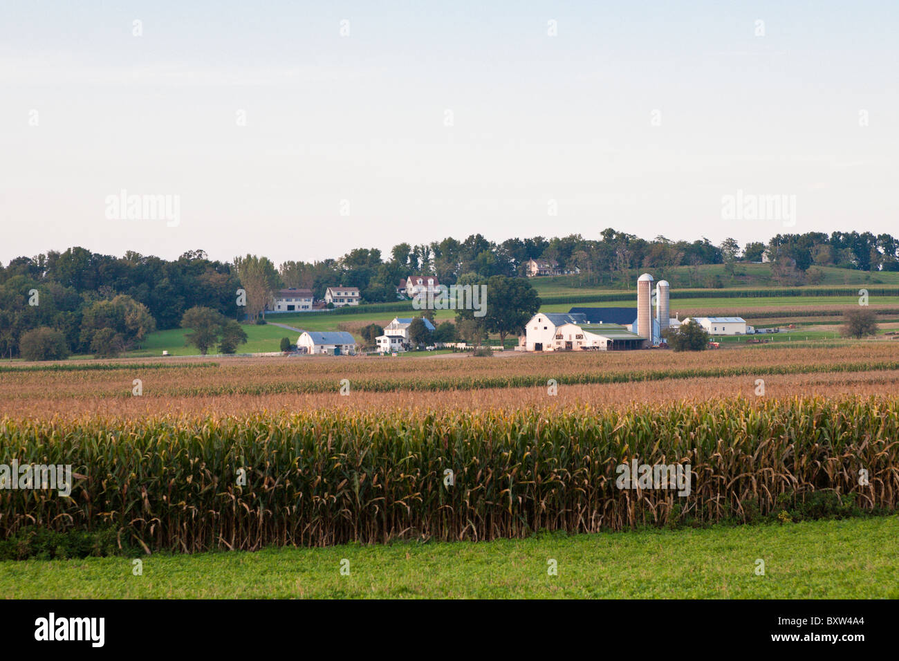 Amish farm across corn field in Lancaster County, Pennsylvania Stock