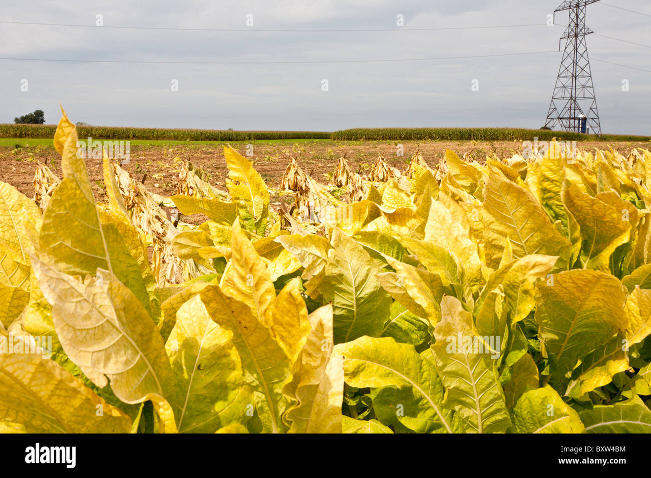Tobacco in fields during harvest in Lancaster County, Pennsylvania
