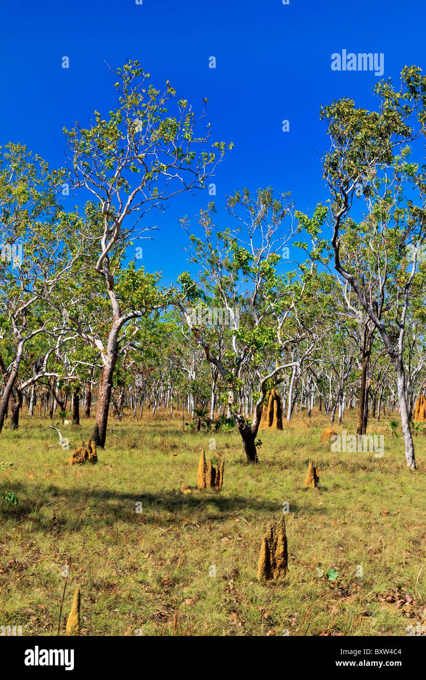 Termite mound, Kakadu National Park, Australia Stock Photo