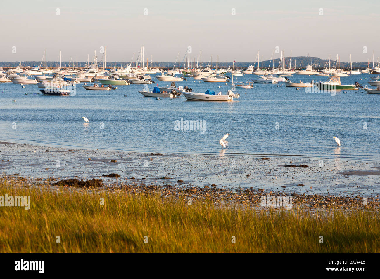 Grassy coastline at low tide near Plymouth Harbor in Plymouth Massachusetts Stock Photo