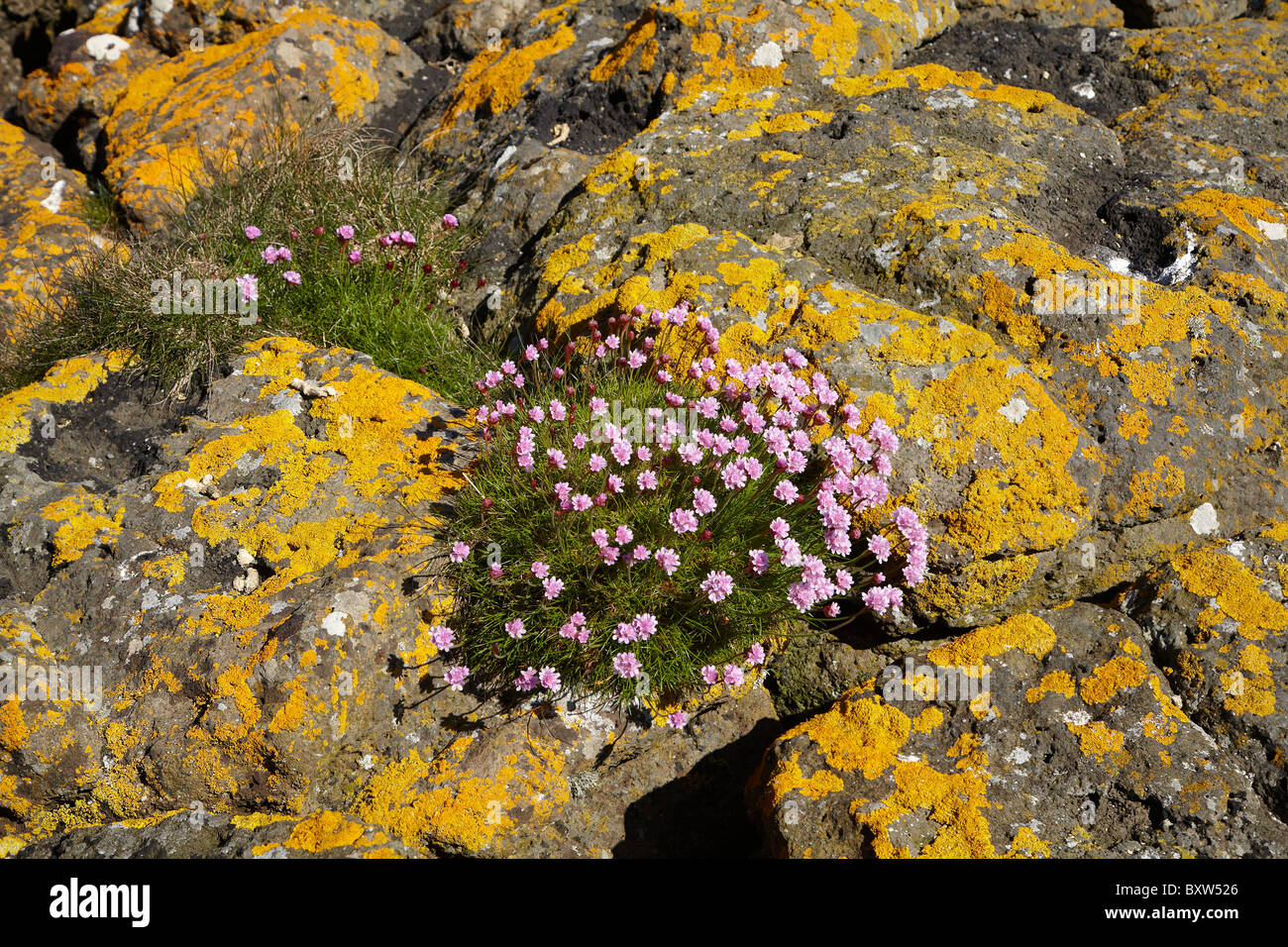 Wildflowers and lichen growing on basalt rocks, Staffa, off Isle of Mull, Scotland, United Kingdom Stock Photo