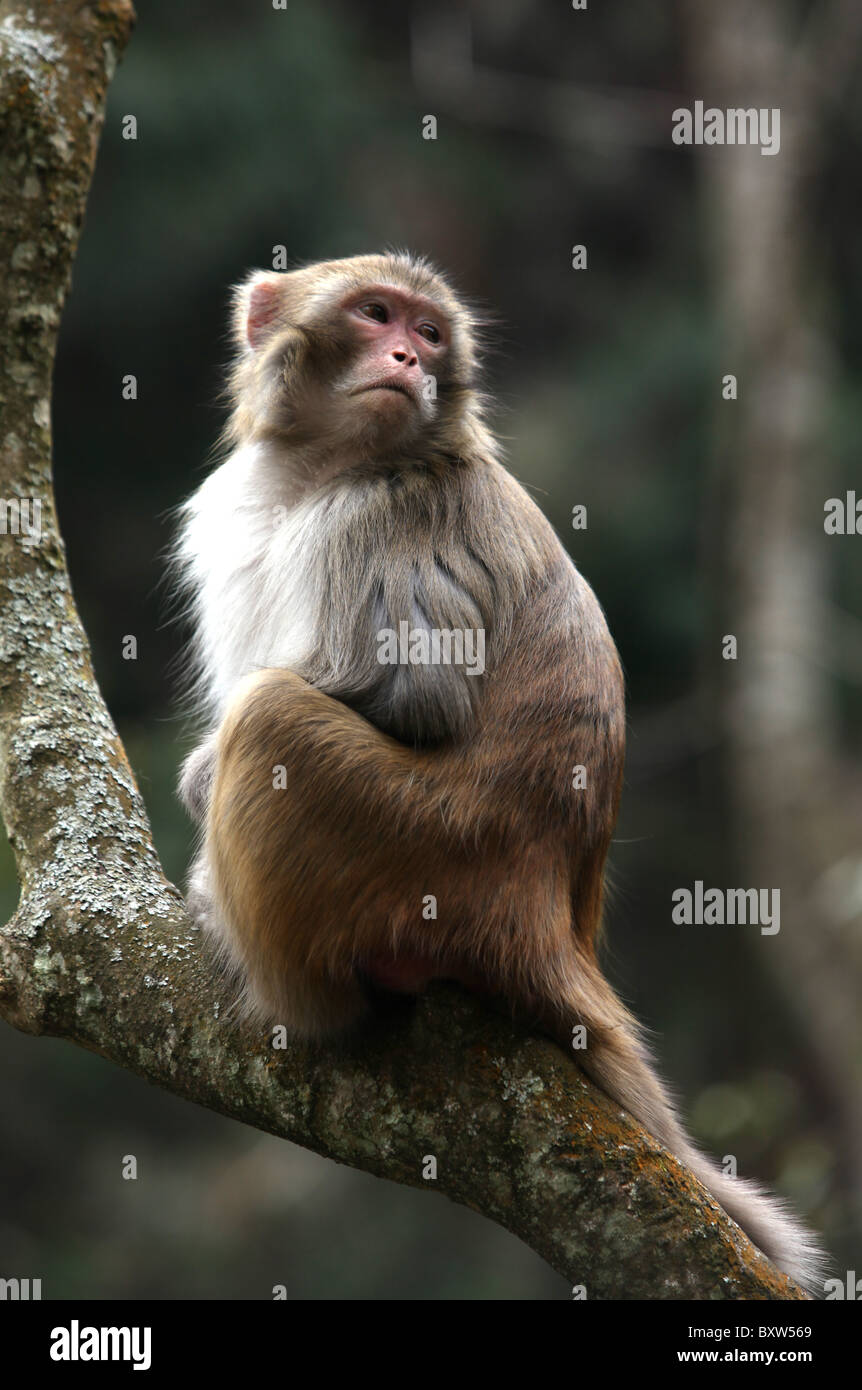 Rhesus Wild monkey Stock Photo