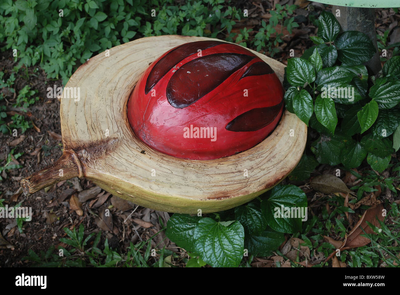 nutmeg seed with red mace ; spice plant Stock Photo Alamy