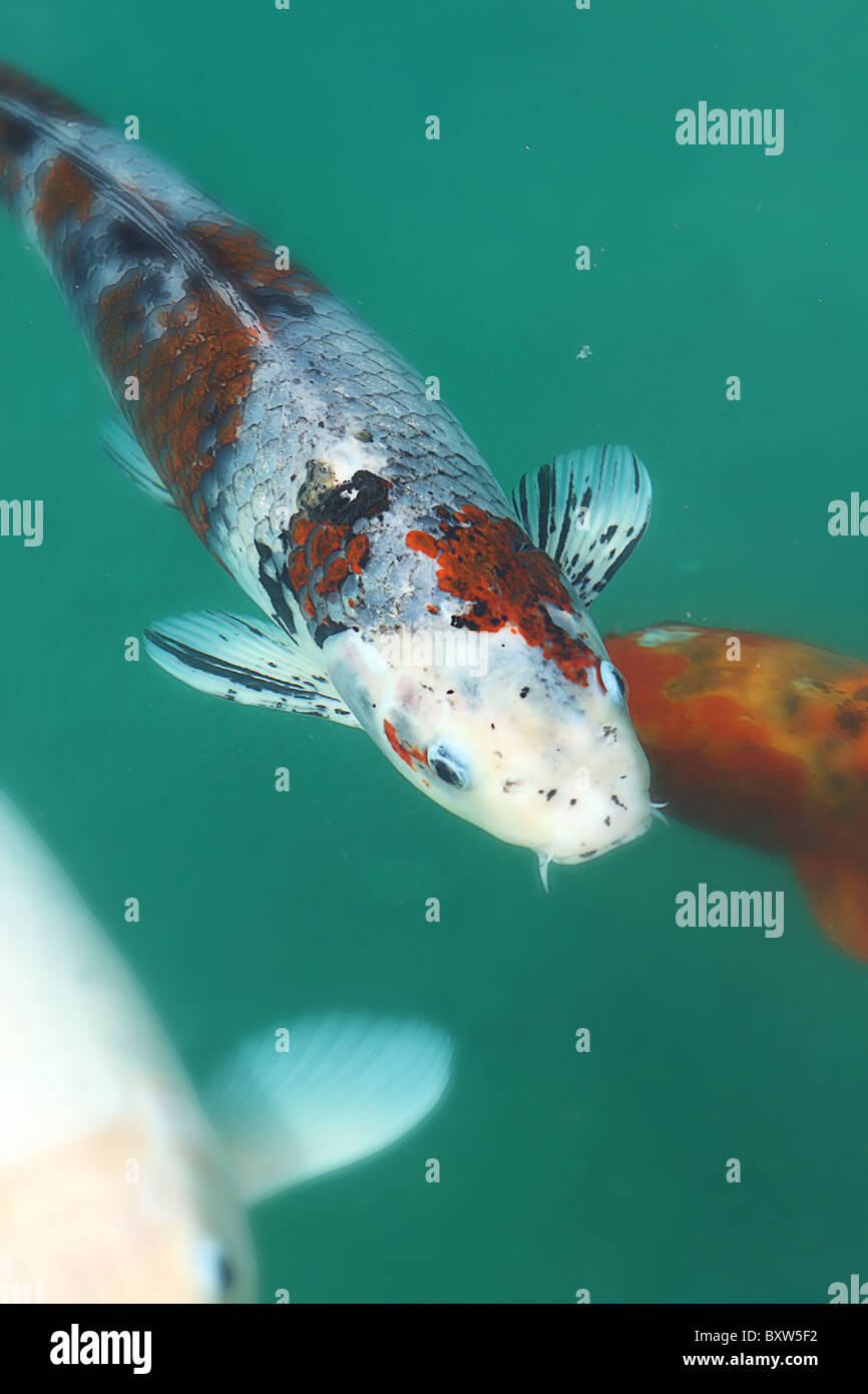 Beautiful Koi fish in a pond Stock Photo