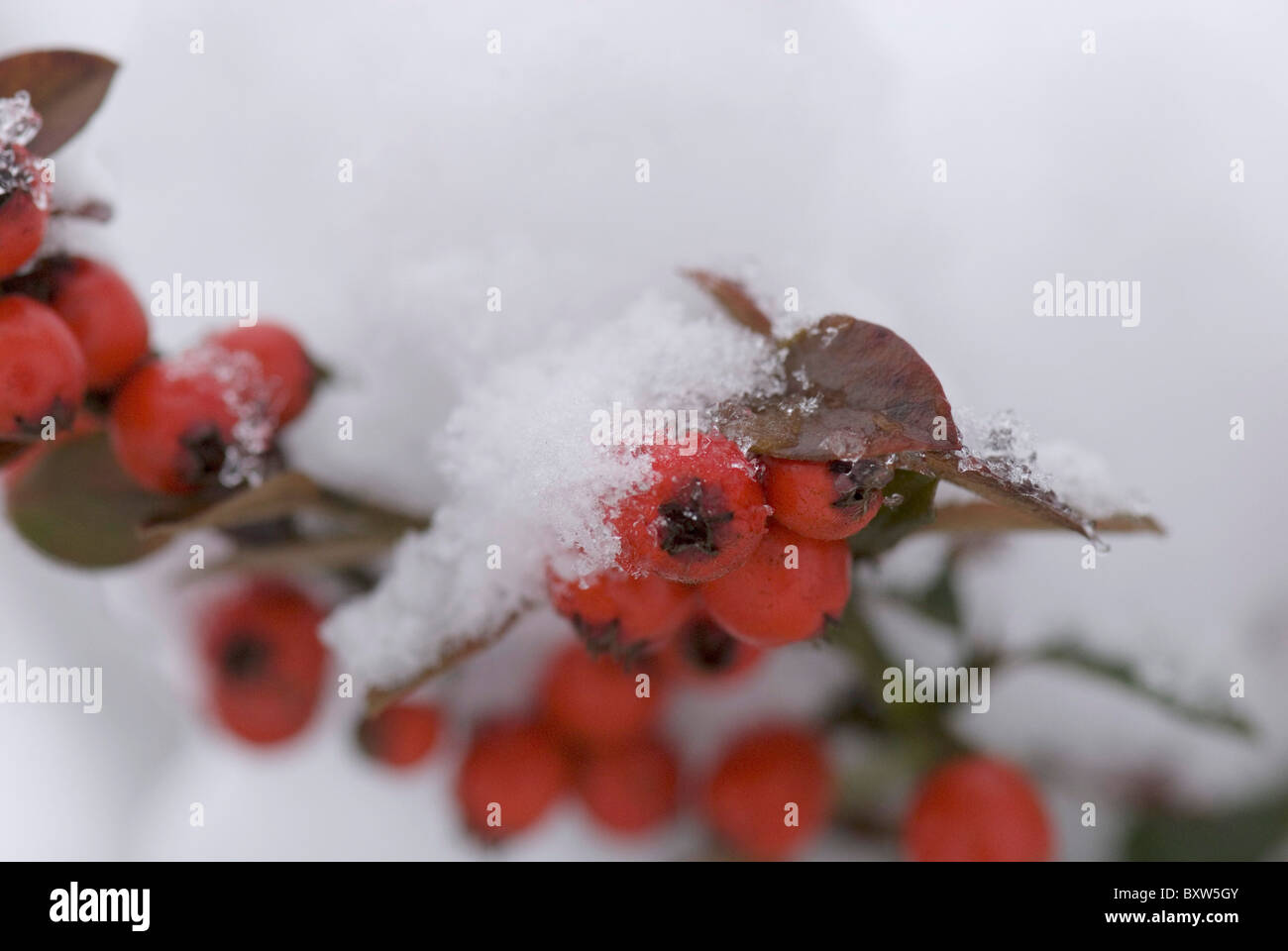 Cotoneaster berries with snow covering Stock Photo