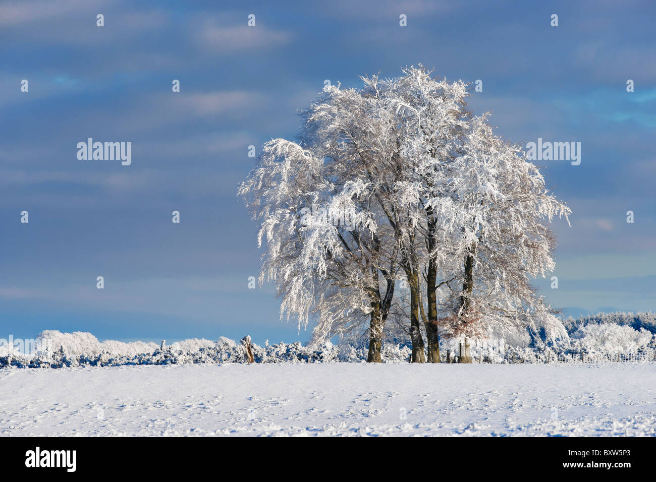 Trees on skyline covered in snow and hoar frost. Near Balfron, Stirling ...