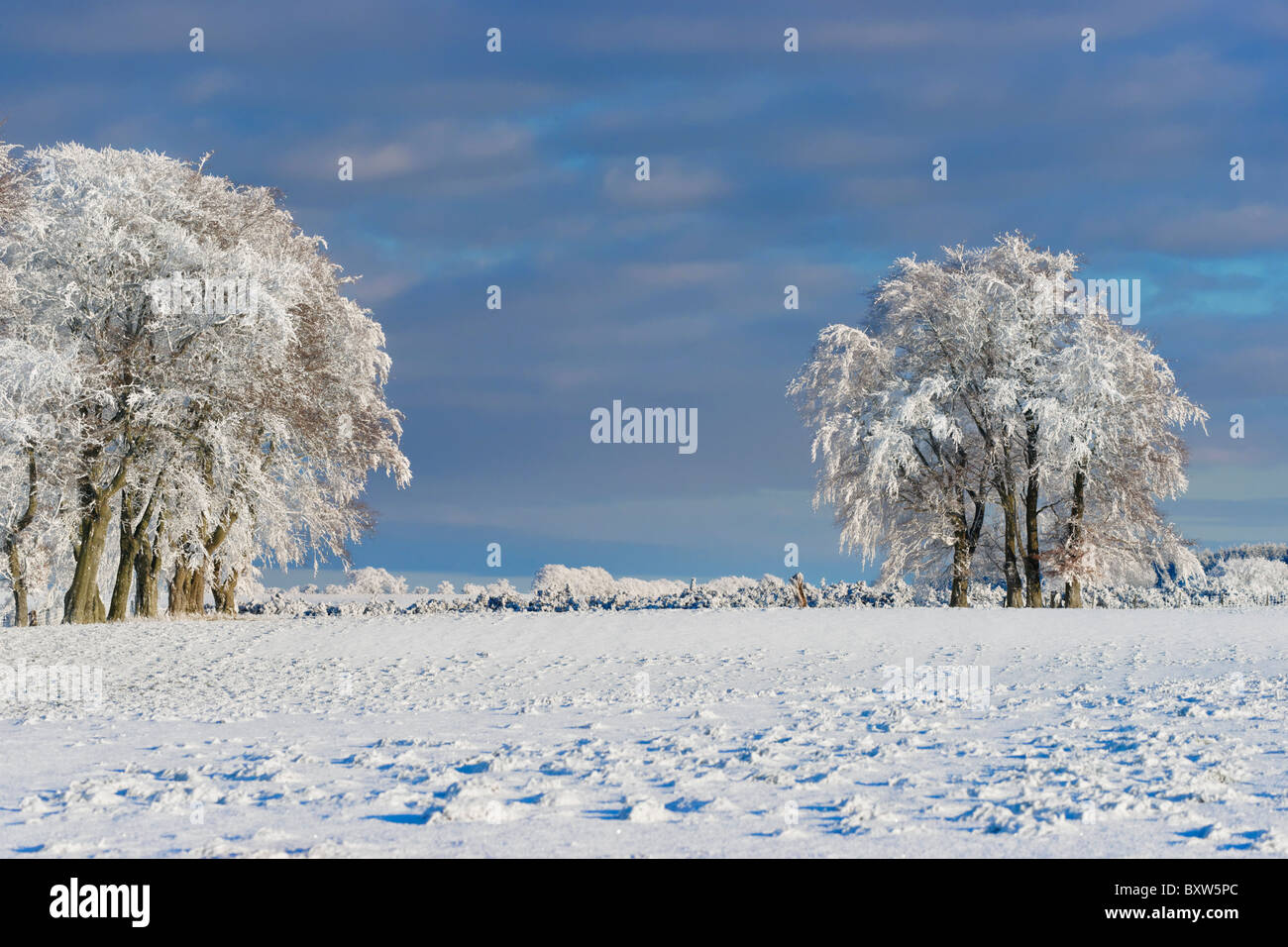 Trees on skyline covered in snow and hoar frost. Near Balfron, Stirling, Scotland, UK Stock Photo