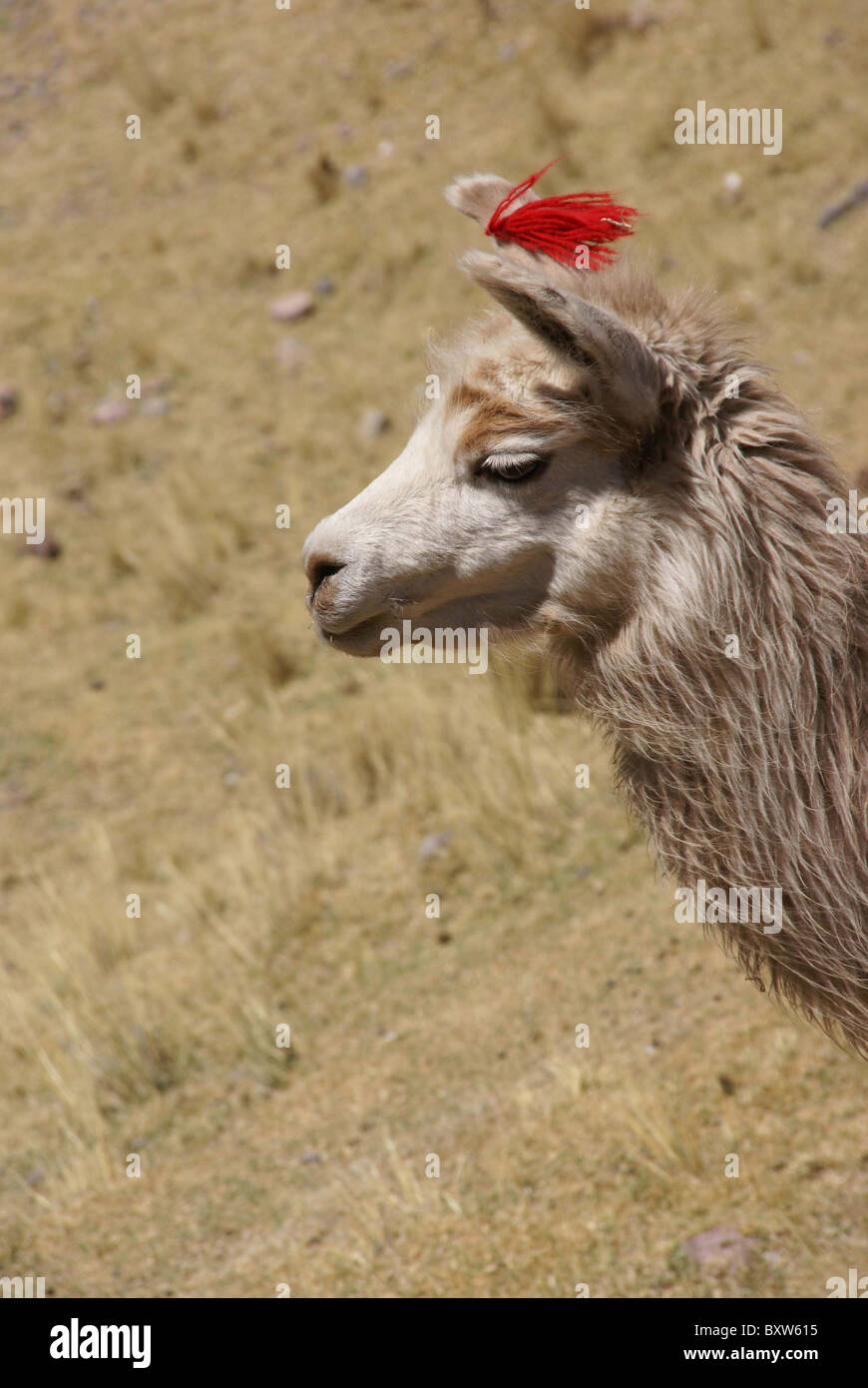 Llama farm peru hires stock photography and images Alamy
