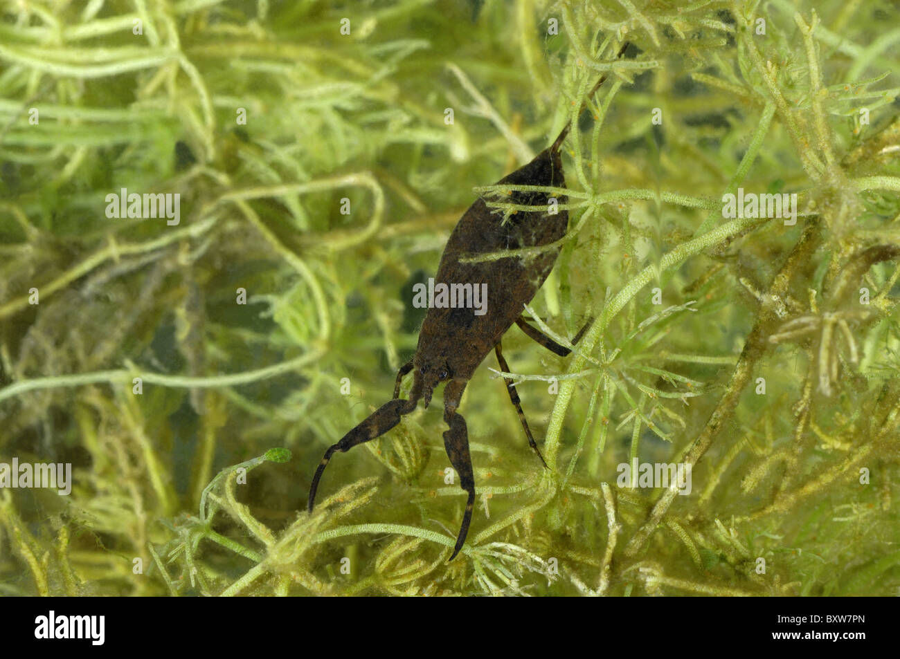 Water scorpion (Nepa cinerea) swimming in a pond - Belgium Stock Photo