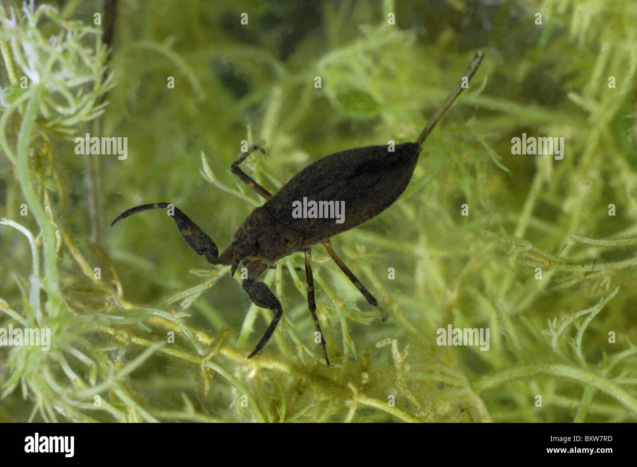 Water scorpion (Nepa cinerea) swimming in a pond - Belgium Stock Photo