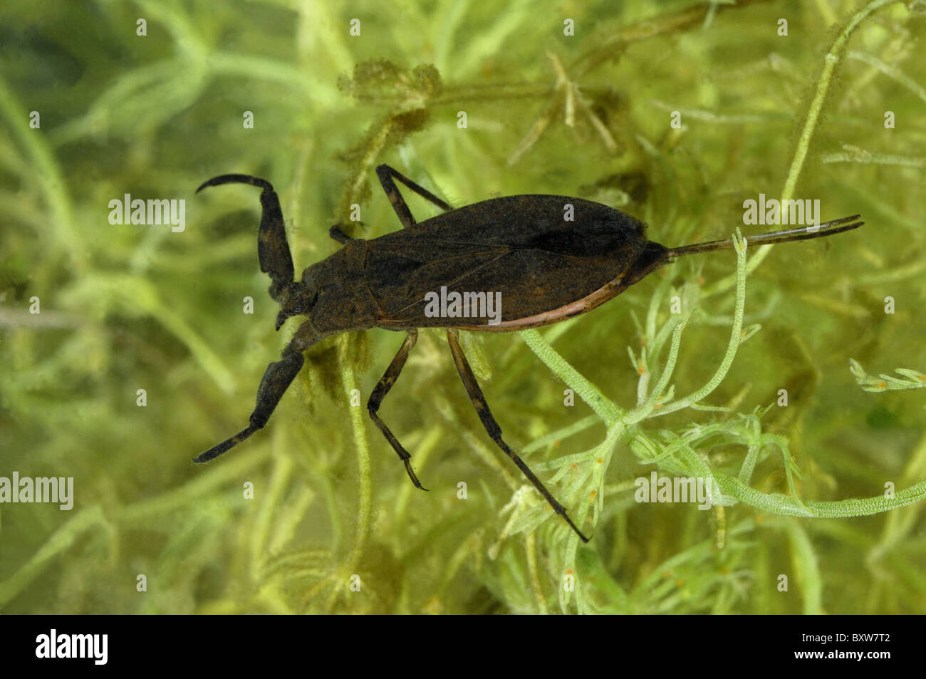 Water scorpion (Nepa cinerea) swimming in a pond - Belgium Stock Photo