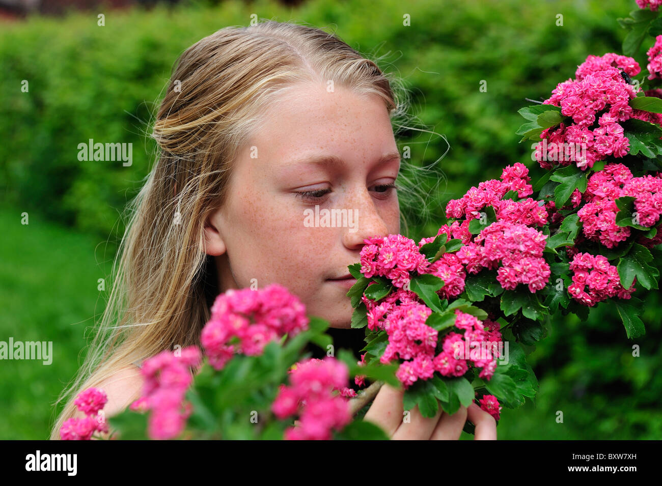Young blond girl smelling a branch of red flowers Stock Photo - Alamy