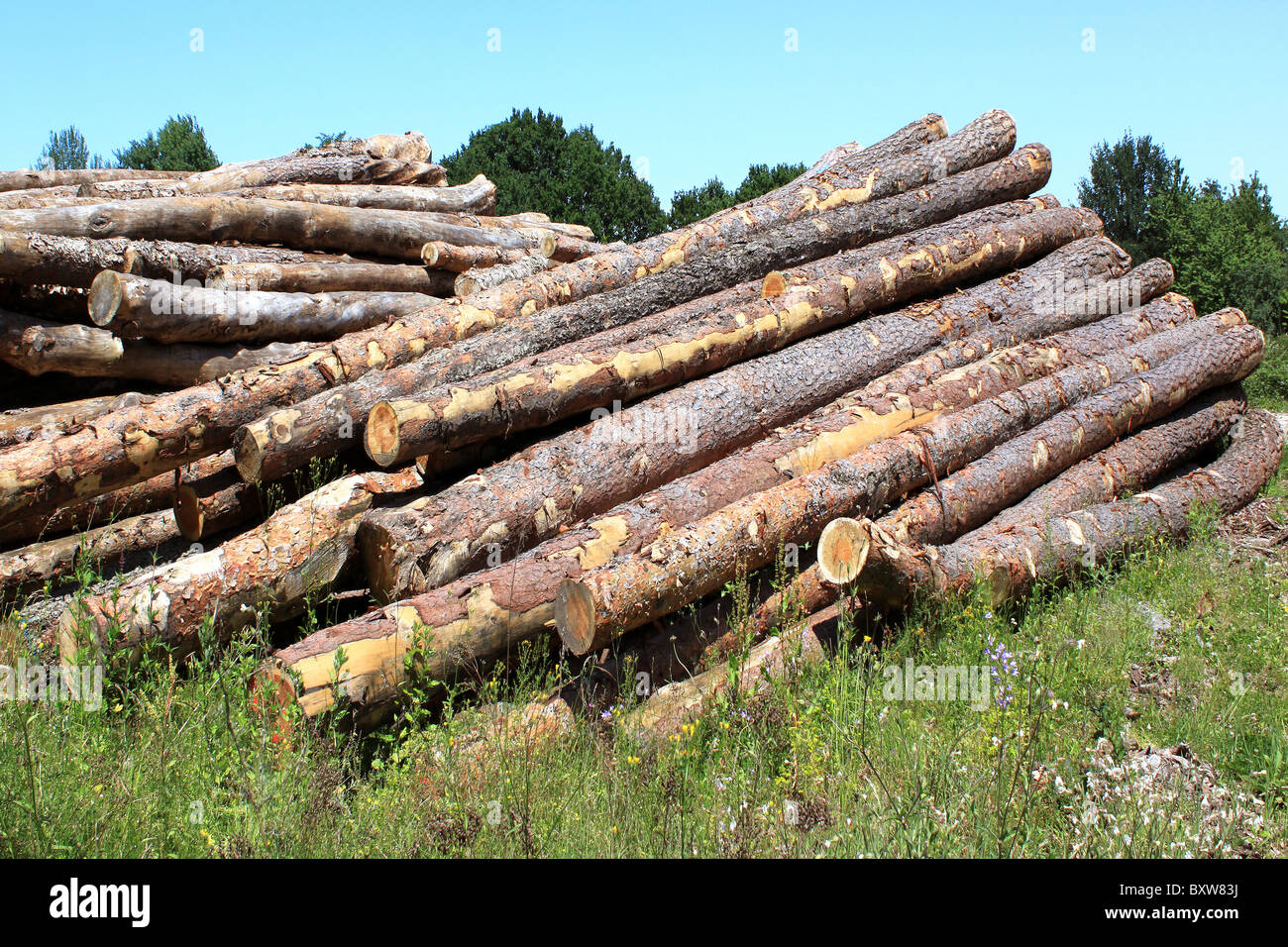 trunks of fir trees lengthened on the earth Stock Photo
