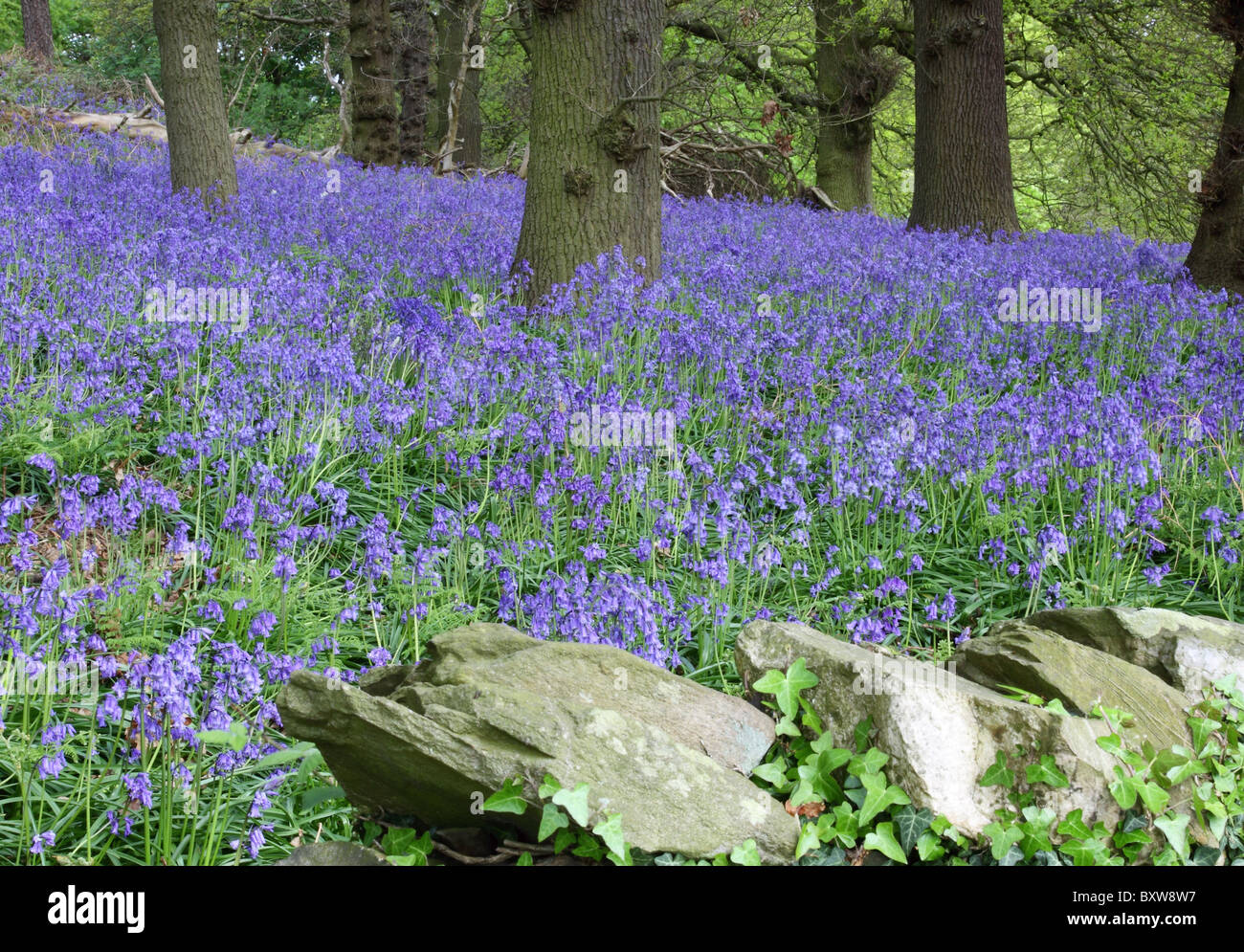 A view over a wall through a Bluebell wood in Charnwood Forest, Leicestershire Stock Photo