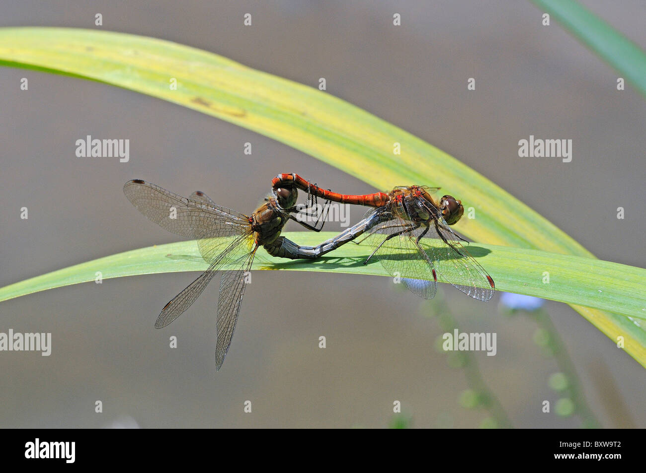 Common Darter Dragonfly (Sympetrum striolatum) pair mating on leaf in wheel position, Oxfordshire, UK Stock Photo