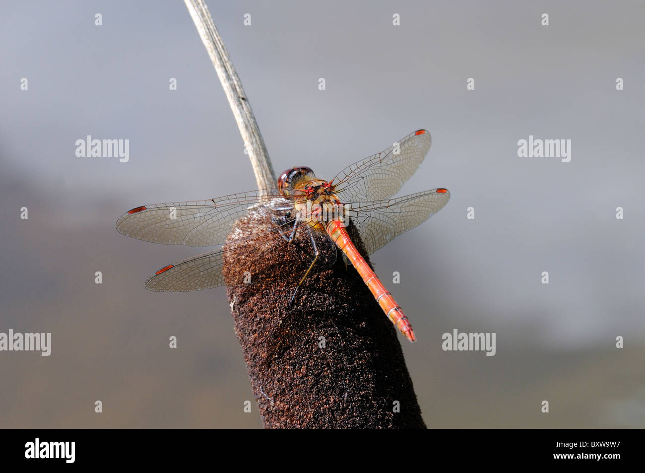 Common Darter Dragonfly (Sympetrum striolatum) male resting on bullrush, Oxfordshire, UK. Stock Photo