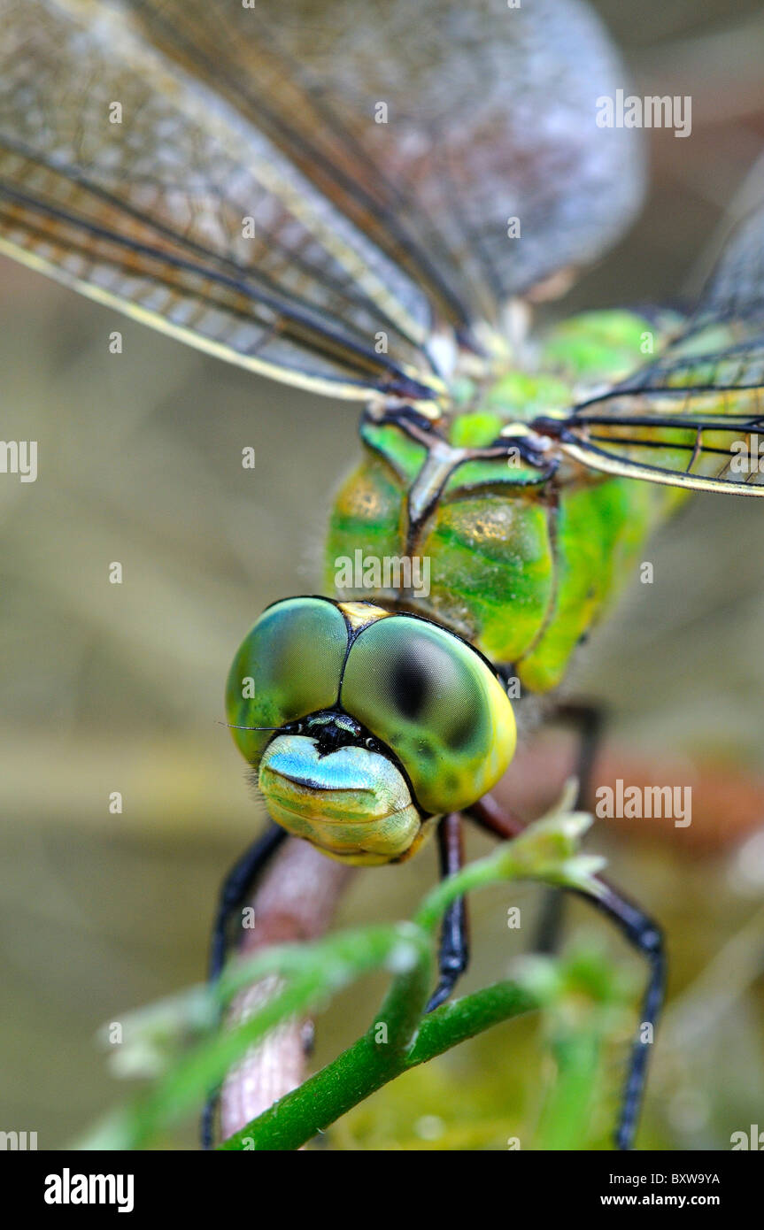 Emepror Dragonfly (Anax imperator) close-up of head and eyes of resting female, Oxfordshire, UK. Stock Photo