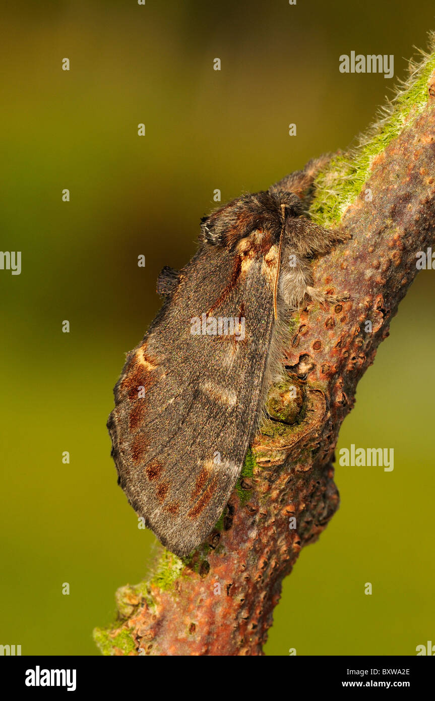 Iron Prominent moth (Notodonta dromedarius) adult at rest on twig, Oxfordshire, UK. Stock Photo