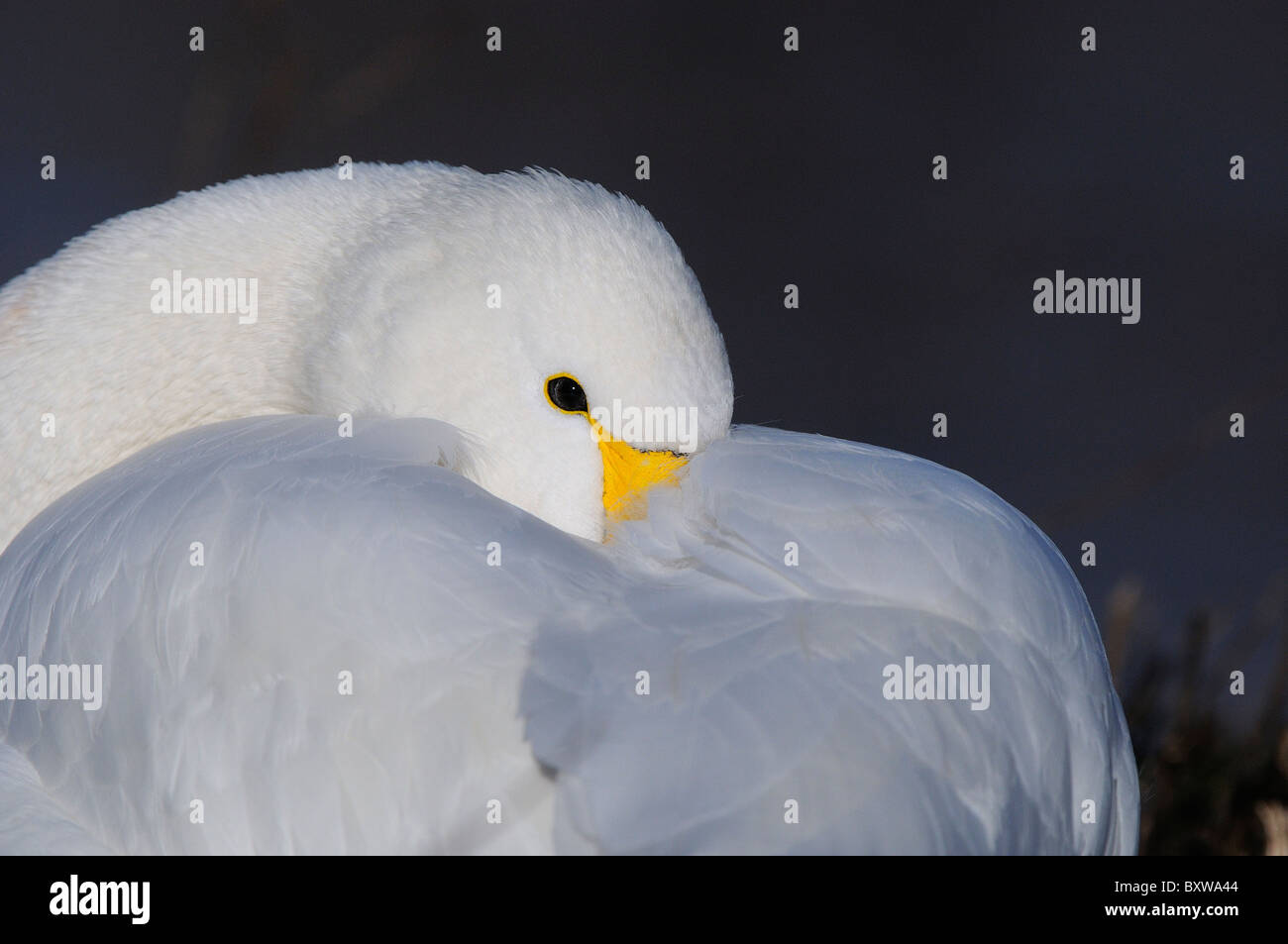 Bewick's Swan (Cygnus columbianus) resting with its beak underneath its wing, Slimbridge, UK. Stock Photo