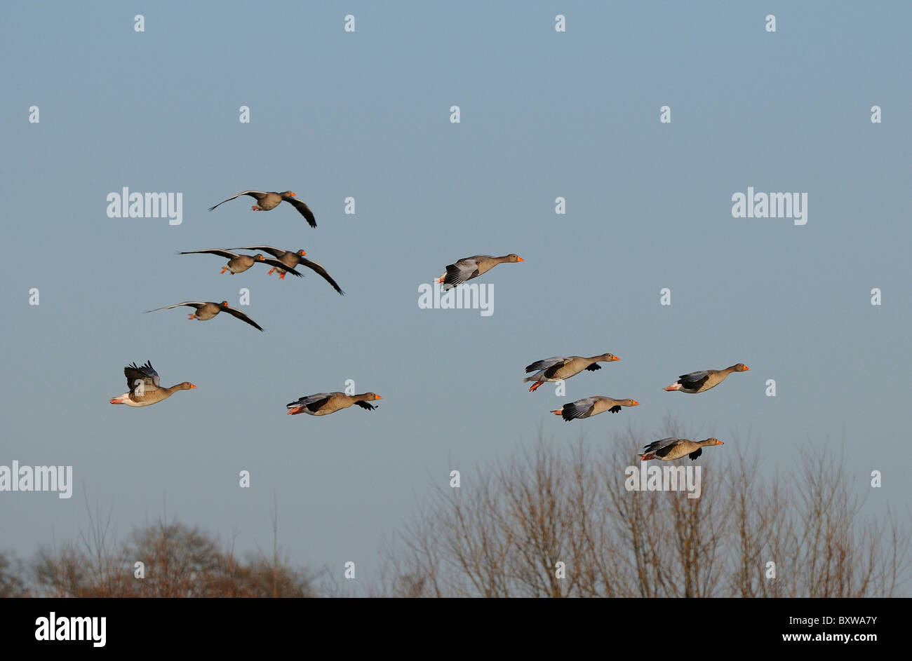 Greylag Goose (Anser anser) flock in flight, Slimbridge, UK. Stock Photo