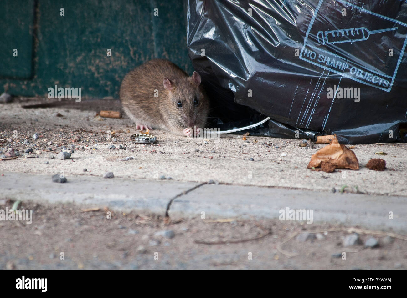 Rat eating food waste from refuse bag in UK street Stock Photo Alamy