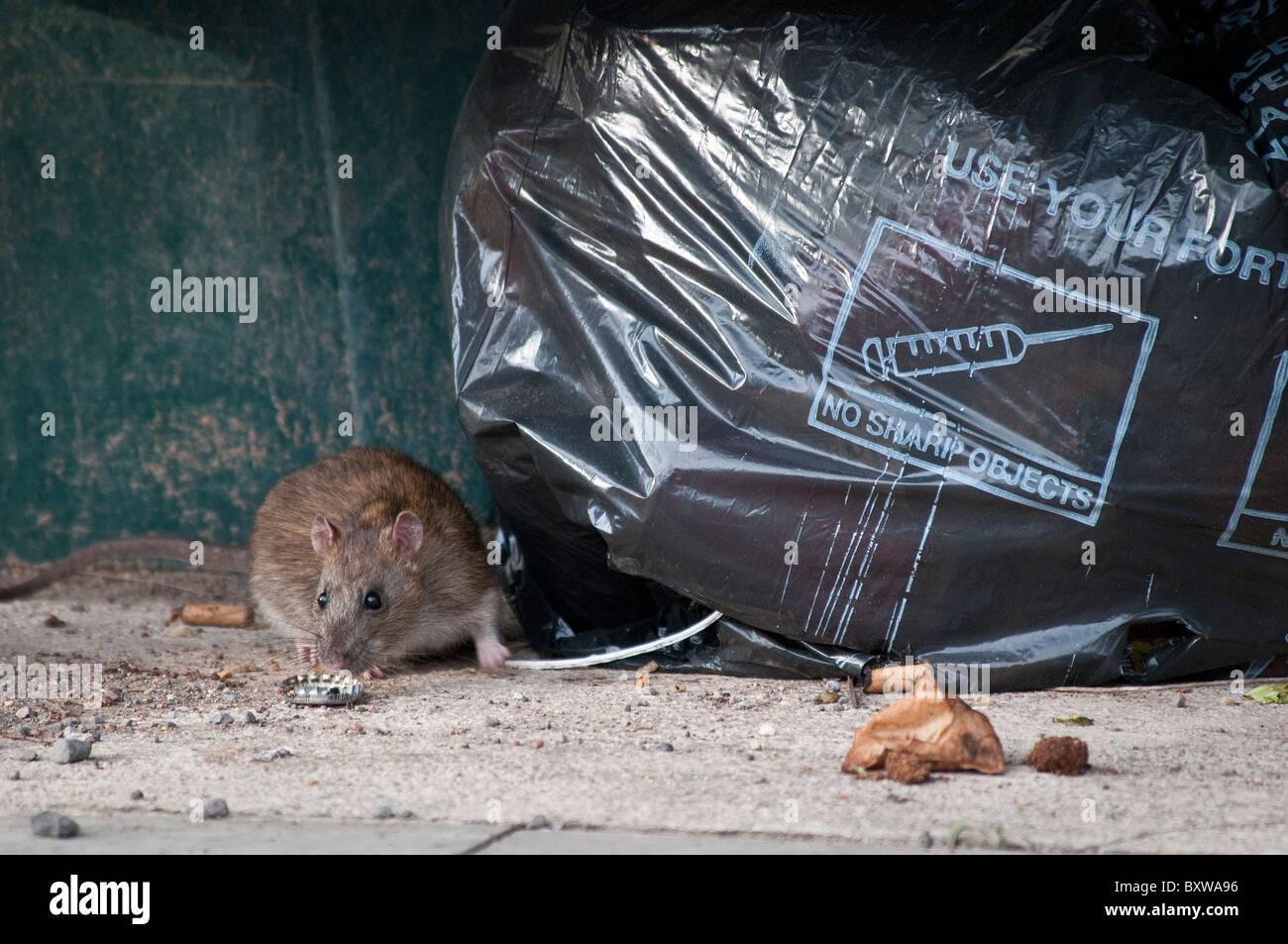 Rat eating waste food from refuse bag in UK street Stock Photo Alamy