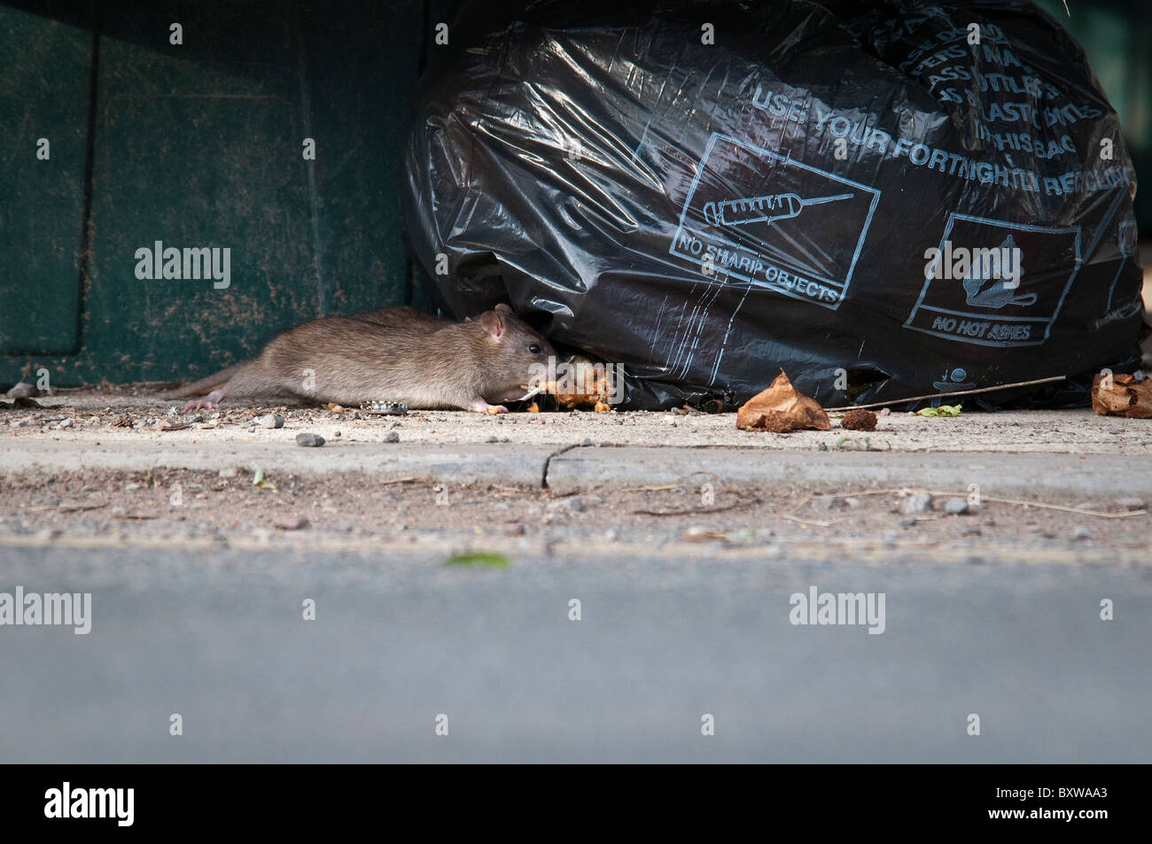Rats eating food waste from garbage bags in UK street Stock Photo