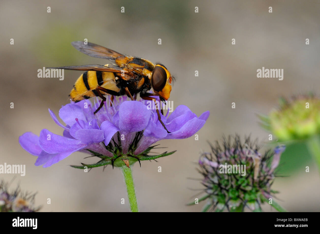 Hover-fly (Volucella species) resting on scabious flower, Oxfordshire, UK. Stock Photo