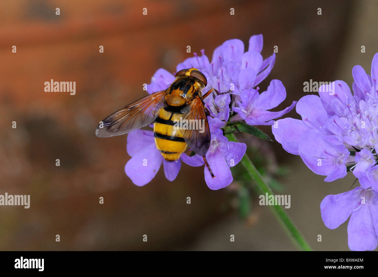 Hover-fly (Volucella species) feeding on scabious flower, Oxfordshire, UK. Stock Photo